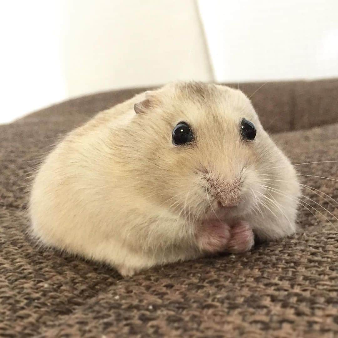 hamster_mocoのインスタグラム