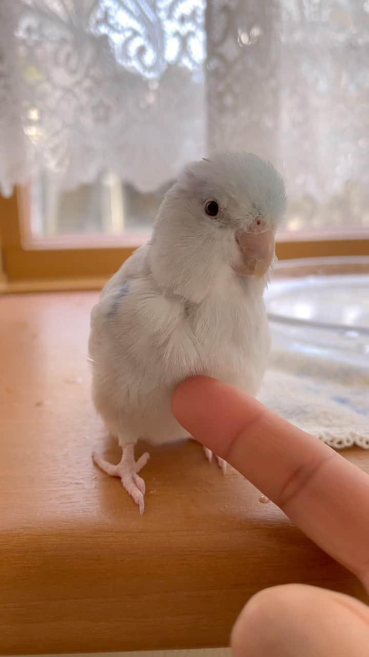 SAORIのインスタグラム：「Scratch🐦👆🏻 * * 収納真ん中水曜日 今日の癒し担当はふさふさなデューです お腹カキカキに気が付いて… トコトコ行ってしまう〜までの動画です トコトコもかわいいのです♡ * * #インコ #マメルリハ #マメルリハインコ #小鳥 #parrotlet #pacificparrotlet #petbird #parakeet #bird #birb #forpus #birdsofinstagram #animalsco  #weeklyfluff #kawaii #Sittich  #perruche #잉꼬 #papagei #papagaio #papağan #thisweekoninstagram #animalvideo #animalvideos」