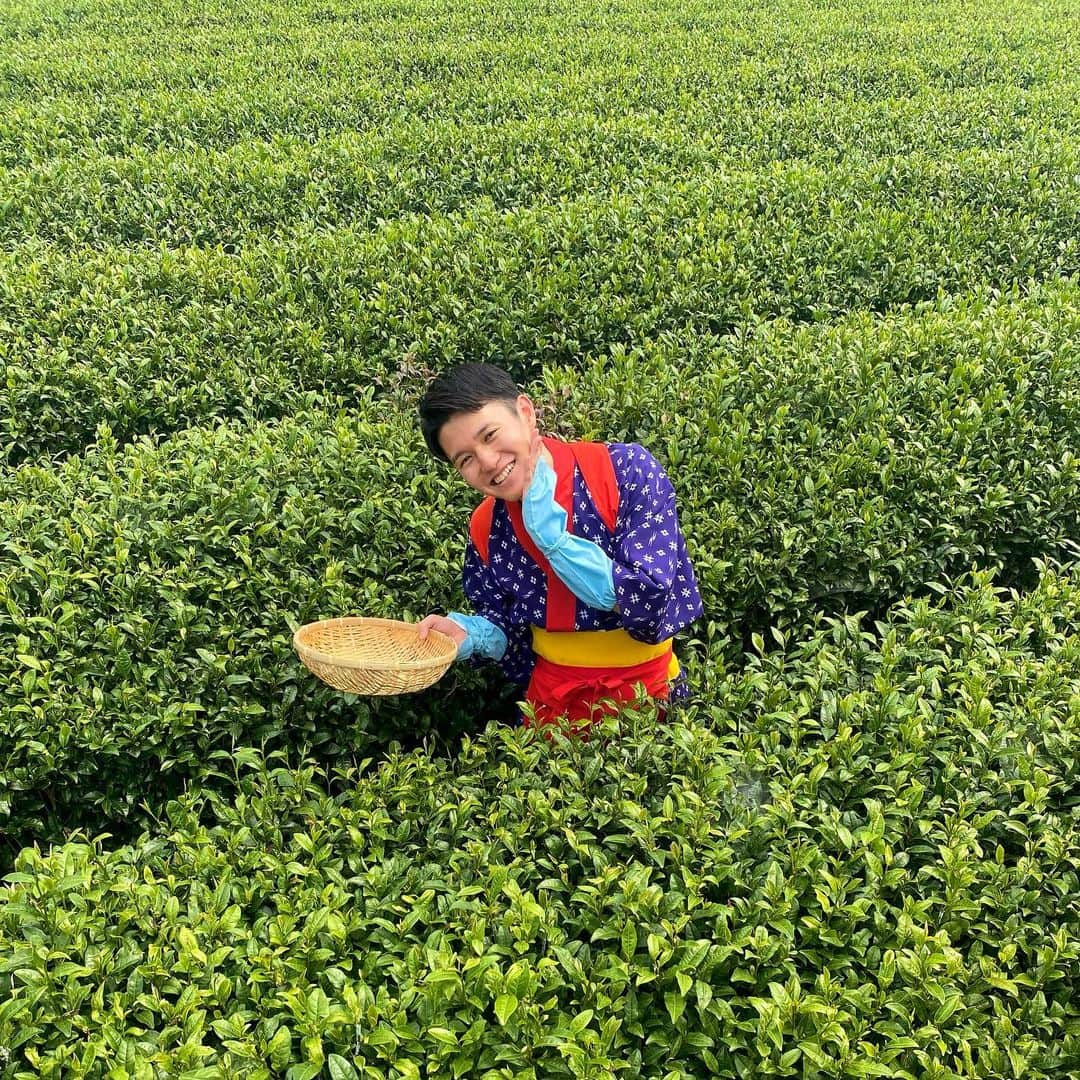 高柳光希のインスタグラム：「. 今日のNスタすたすた中継では 埼玉県狭山市の宮野園さんからお伝えしました🍵  茶摘みということで私も茶娘の格好を😏  自分で取ったお茶の葉で作る 淹れたての緑茶ももちろん美味しかったですが お茶の葉の天ぷらが絶品！！🌱  その天ぷらも食べられる茶摘み体験は 11月上旬までやってます！ みなさんもぜひ！🤲  #宮野園 #茶摘み #Nスタ #すたすた中継」