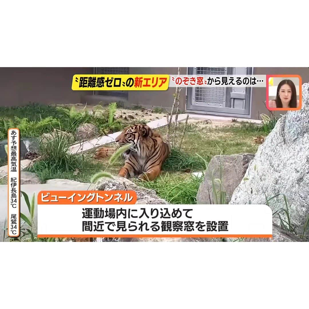 上坂嵩さんのインスタグラム写真 - (上坂嵩Instagram)「トラ近すぎ！🐯 . #東山動植物園 に金曜日オープンする新エリア #アジアの熱帯雨林エリア ☀️ 報道向け内覧会で、現場を取材しました✏️ . 今回驚いたのは、動物との近さ！！👀 金網越しに見る #スマトラトラ は、 お子さんの目線でも遮るものが少なく、見やすさ抜群！ ニオイも感じられて、その迫力を肌で感じます！ . さらに #空中トンネル や #観察窓 などの工夫によって まるでトラたちの生息エリアに 入り込んだような気持ちになることができます🌴 . 私の目線で撮影した動物たちの映像は、 YouTube「メ〜テレニュースチャンネル」で配信中です💡 是非ご覧ください‼️ . . #バユ #アオ #スマトラオランウータン #オランウータン #動物園 #愛知 #名古屋 #名古屋観光 #愛知観光 #メーテレ #アップ #アナウンサー #フィールドキャスター #ニュースワード #SDGs #SDGsビジネスマスター #上坂嵩」7月12日 20時52分 - takashi_uesaka_nbn