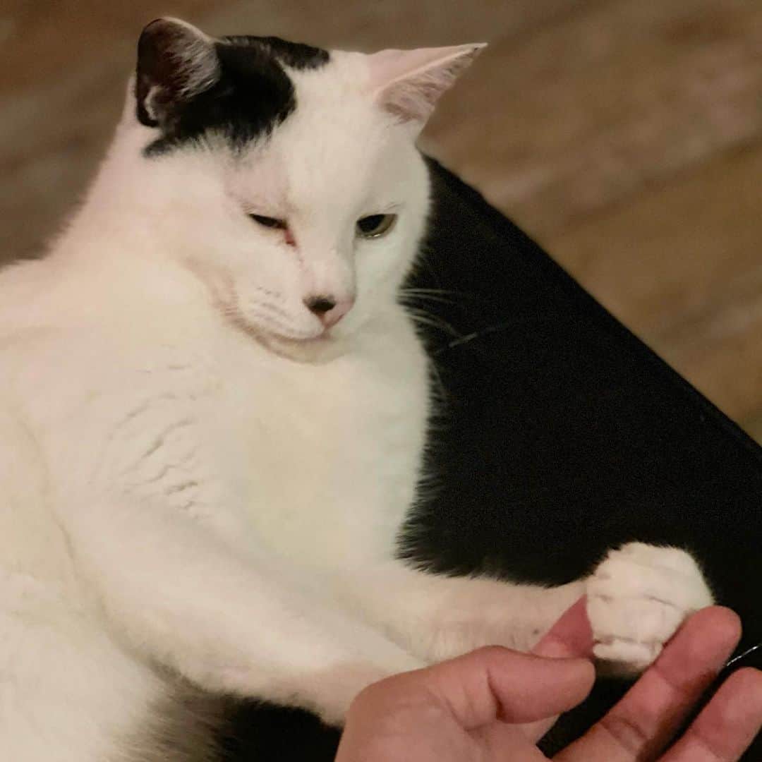 甲斐麻美さんのインスタグラム写真 - (甲斐麻美Instagram)「🐾🐾🐾  やけにリアルな肉球撮れた😂  ありがとねーって 握手してたら  ガブリ！(もちろん痛くない)  #20230712 #kaicoの好日 #肉球 #猫の肉球 #元保護猫 #保護猫を家族に」7月12日 21時05分 - kaico_asami