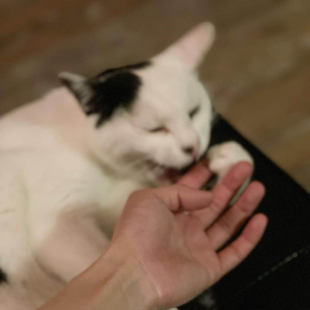 甲斐麻美さんのインスタグラム写真 - (甲斐麻美Instagram)「🐾🐾🐾  やけにリアルな肉球撮れた😂  ありがとねーって 握手してたら  ガブリ！(もちろん痛くない)  #20230712 #kaicoの好日 #肉球 #猫の肉球 #元保護猫 #保護猫を家族に」7月12日 21時05分 - kaico_asami