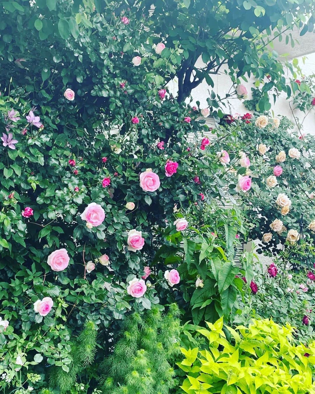 花咲ゆき美さんのインスタグラム写真 - (花咲ゆき美Instagram)「母のお友達から沢山の綺麗な薔薇の写真が届きました✨こんなに素敵な花に育てるのは大変なんだろうなぁ～😊」7月12日 21時22分 - yukimi0774