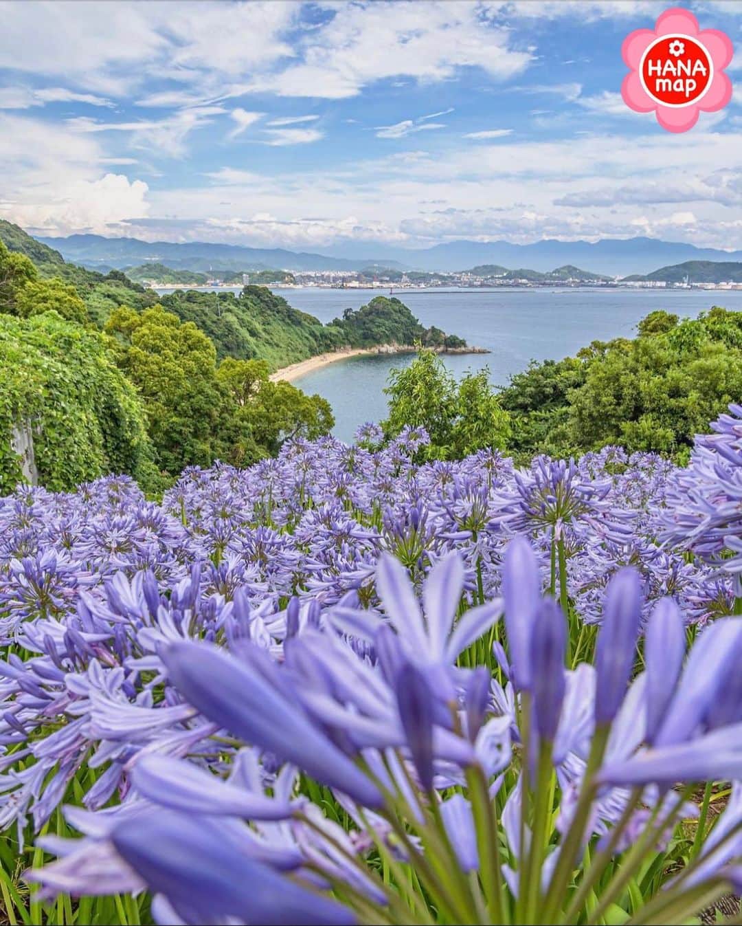 はなまっぷ❁日本の花風景さんのインスタグラム写真 - (はなまっぷ❁日本の花風景Instagram)「🌸はなまっぷ🌸 *  @suzunada さんの 花のある風景に花まるを💮 * 穏やかな瀬戸内海を背景に爽やかなアガパンサスをありがとうございます😊🌸 * #愛媛　#興居島　#恋人峠 Gogoshima Island, Ehime Pref. * アガパンサスの花言葉 優しい気持ち * #はなまっぷ #日本の美しい花風景#花のある風景#花#花言葉 #アガパンサス#愛媛#松山市#紫#瀬戸内海#海#夏 * いつも素敵なお花をありがとうございます😊 ※見頃が過ぎている花、終わっている花もご紹介させていただいています。 * 🌸••••••お知らせ••••••🌸 * 花風景検索サイト　はなまっぷ https://hanamap.com 🔍「はなまっぷ」または @hanamap プロフィール欄から ぜひご覧ください * 📖🌸📖🌸📖🌸📖🌸📖 四季の花々を訪ねていきたい にっぽんの花地図 好評発売中📘 📖🌸📖🌸📖🌸📖🌸📖」7月12日 21時23分 - hanamap