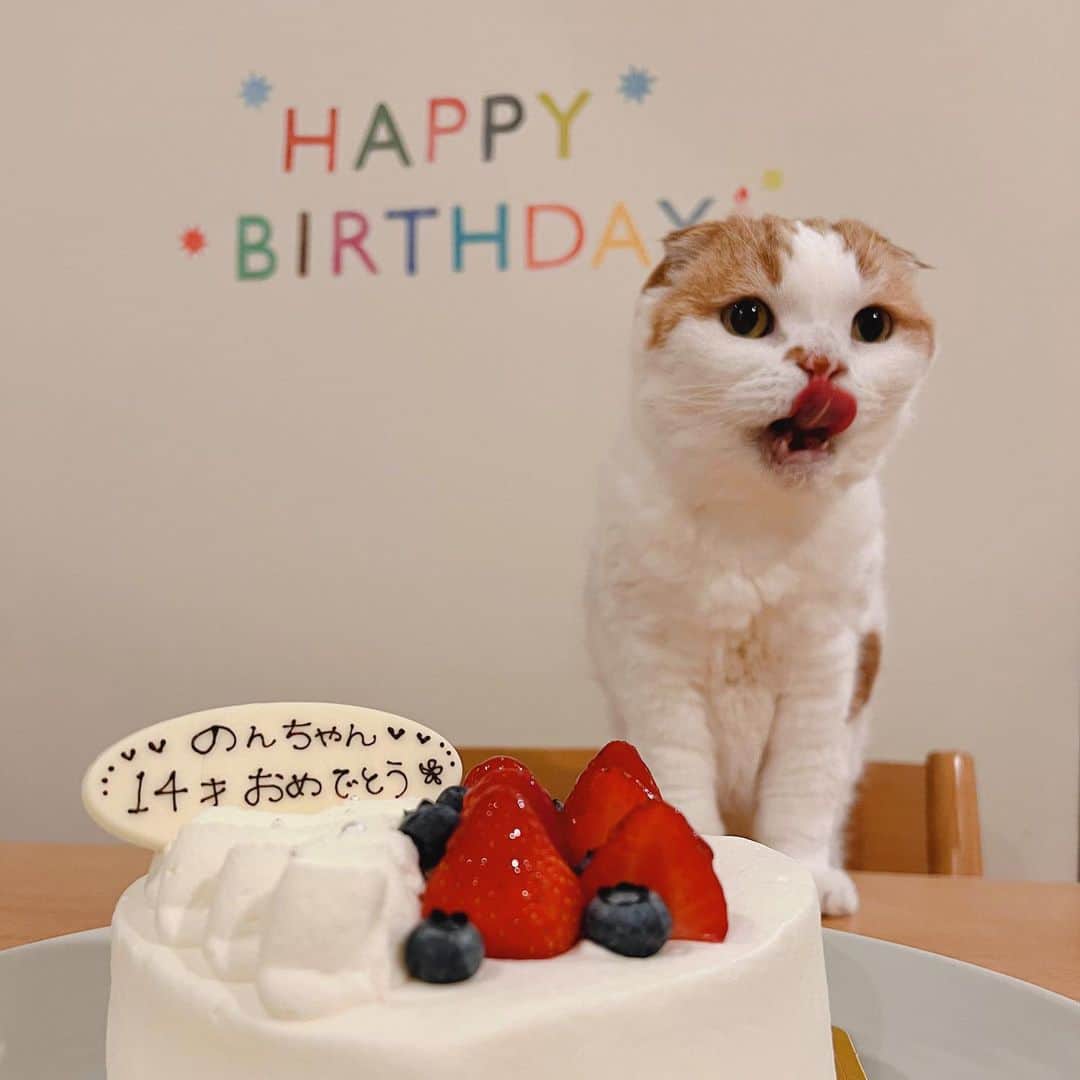 のんたのインスタグラム：「のんちゃんが14歳になりました🎂 人間だったら中学2年生の男の子！ (72歳なのはいったん忘れます)  いつもどおりのんびり暮らしています 寝ている時間が長くなったり 歩き方がヨタヨタしてるときもあり おじいちゃんになったな…と思うけどすぐ 「のんちゃんは永遠の赤ちゃんだもんね」と思い直しています。 思い込み、大事！  パパが早く帰ってきてくれて みんなでちゅーるパーティーをしました。 いちばん喜んでいたのはぽるくんでした😆  のんちゃんお誕生日おめでとう！ 14歳も元気に楽しく過ごそうね❤️ #のんたバースデー  #happybirthday#mylove」