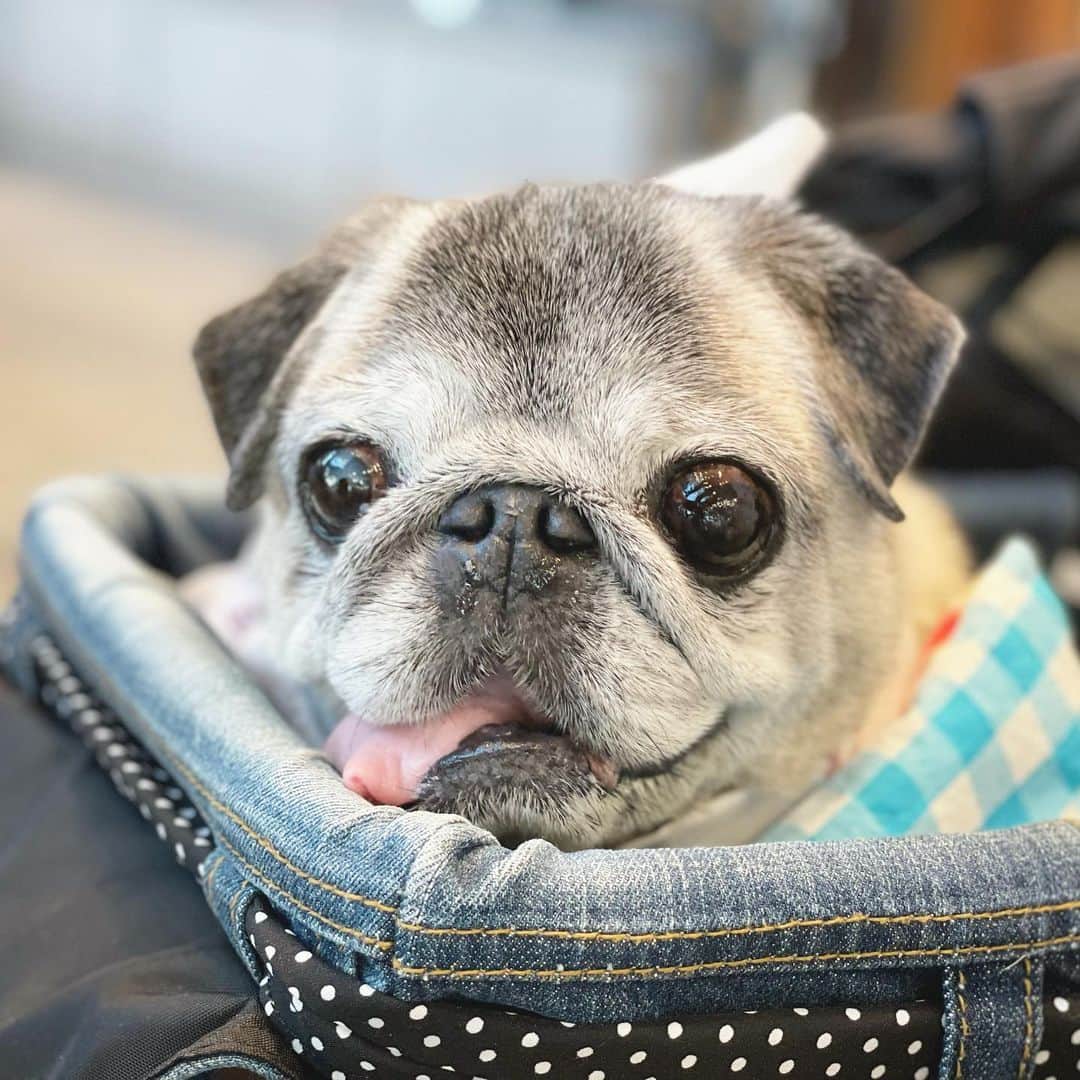 のインスタグラム：「Hachibei☺️ Jul11,2023 * *   #ほぼ黒パグ #おじいちゃん犬 #16歳9か月  #pug #puggy #puglife #puglove #petstagram #pugstagram #pugsofinstagram #pugs #dog #八兵衛 #はちべえ」