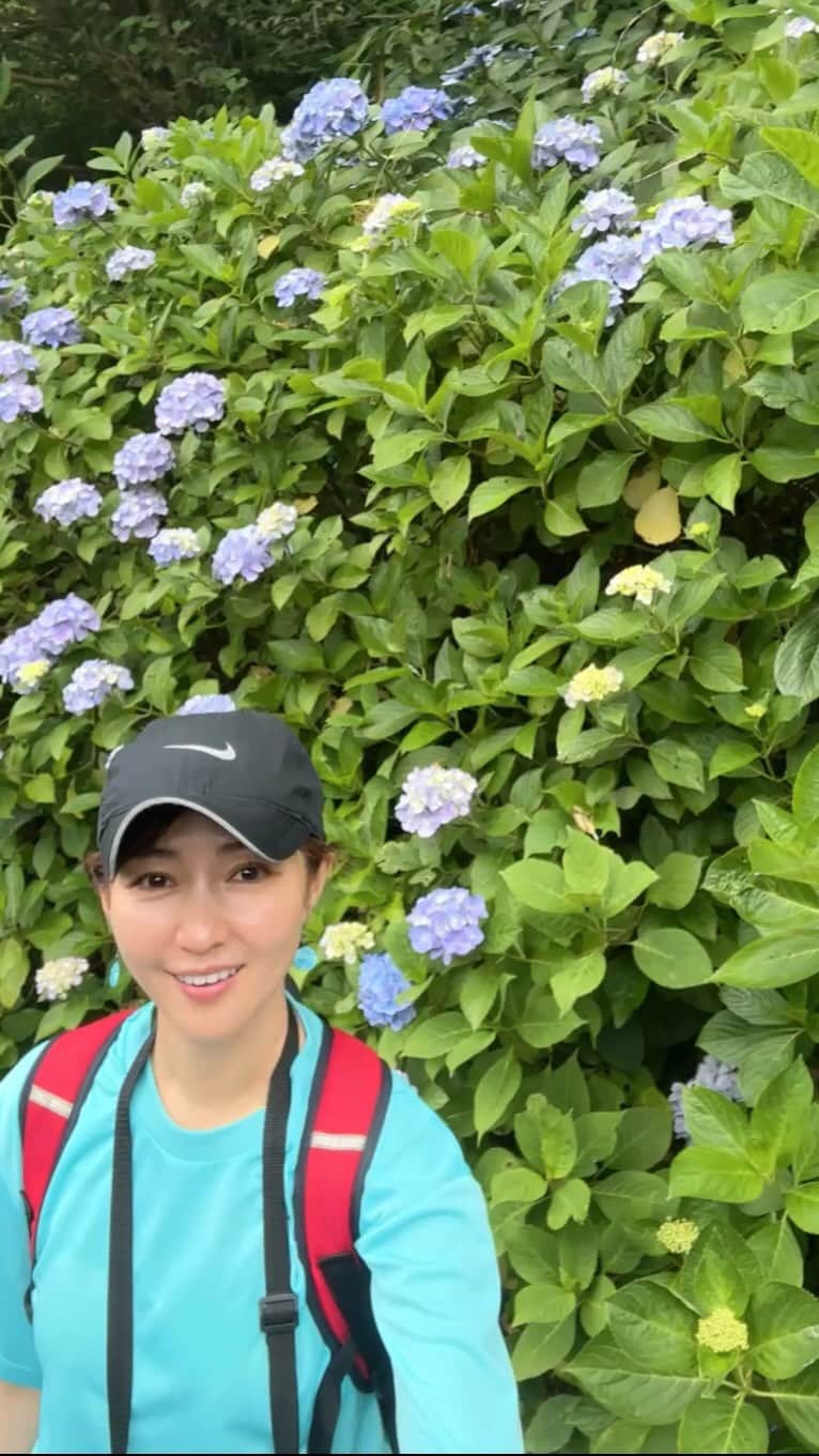のインスタグラム：「#ぬかた園地  #ぬかた園地あじさい園   #生駒山頂近く にある森林公園。「幻のアジサイ」とされていた七段花をはじめ、30種以上2万5000株のアジサイが咲き誇る。 #あじさいプロムナード と名付けられた1500mの遊歩道沿いのアジサイは圧巻。府内随一の規模を誇る。  昨年は牧岡駅から 向かいました。  下から着いた方が感動はあるかなー。  ただ、トトロの存在を知れたのでっ。  どちらにせよ なかなかの勾配です。  しっかり登ってからのご褒美が嬉しいね😉  友達が、美味しい高級アイスコーヒーと、サンドイッチ  紫陽花の和菓子を用意してくれてたよ😚  #紫陽花#アジサイ #ハイキング#生駒山」