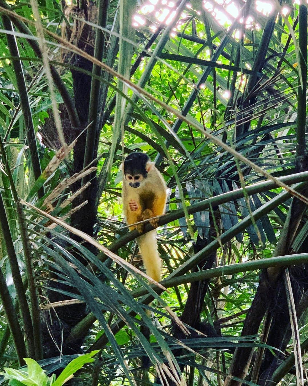 Rie fuさんのインスタグラム写真 - (Rie fuInstagram)「Nature’s colours - you haven’t seen emerald green until you visit #ishigakiisland #okinawa 🏝️ 自然の色ってこんなに美しいんだ、と発見の連続。 旅のハイライトは、リアル隠れ家レストラン「こっかーら」の帰り際に店主に「外来種の巨大カエルに気をつけて」と言われて笑い飛ばしてたらお店を出た瞬間に本当に出たこと🐸 #石垣島　#沖縄　#島　#大自然  #holiday #vacation #バケーション　#バカンス #旅行好きな人と繋がりたい #南国」7月12日 21時39分 - riefuofficial