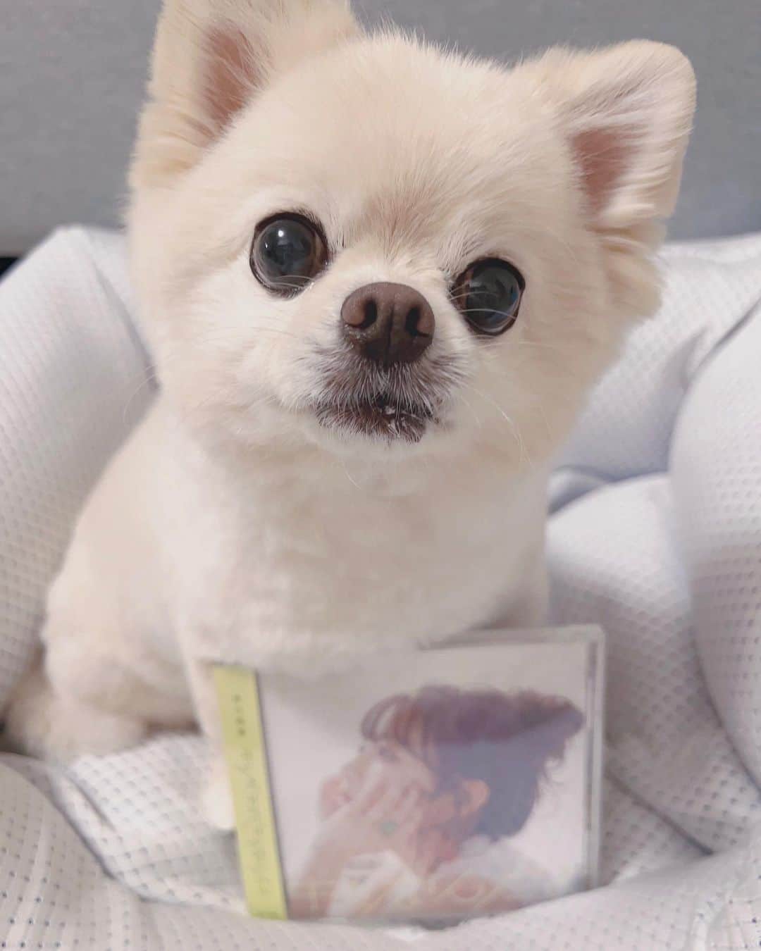 井口裕香のインスタグラム：「🩵🤍🩵🤍 2nd miniアルバム 『キミがキミでキミなんだよ』 本日発売ですっっっ！ よろしくお願いします！！！  #うちのいぬサスケ」