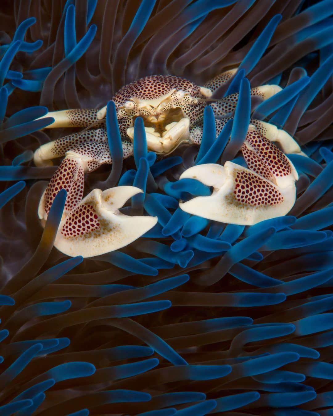 アニマルプラネットさんのインスタグラム写真 - (アニマルプラネットInstagram)「A crab inside of a blue sea anemone 🦀💙  #UnderwaterPhotography #Ocean #Sea #Nature #Diving」7月12日 22時00分 - animalplanet