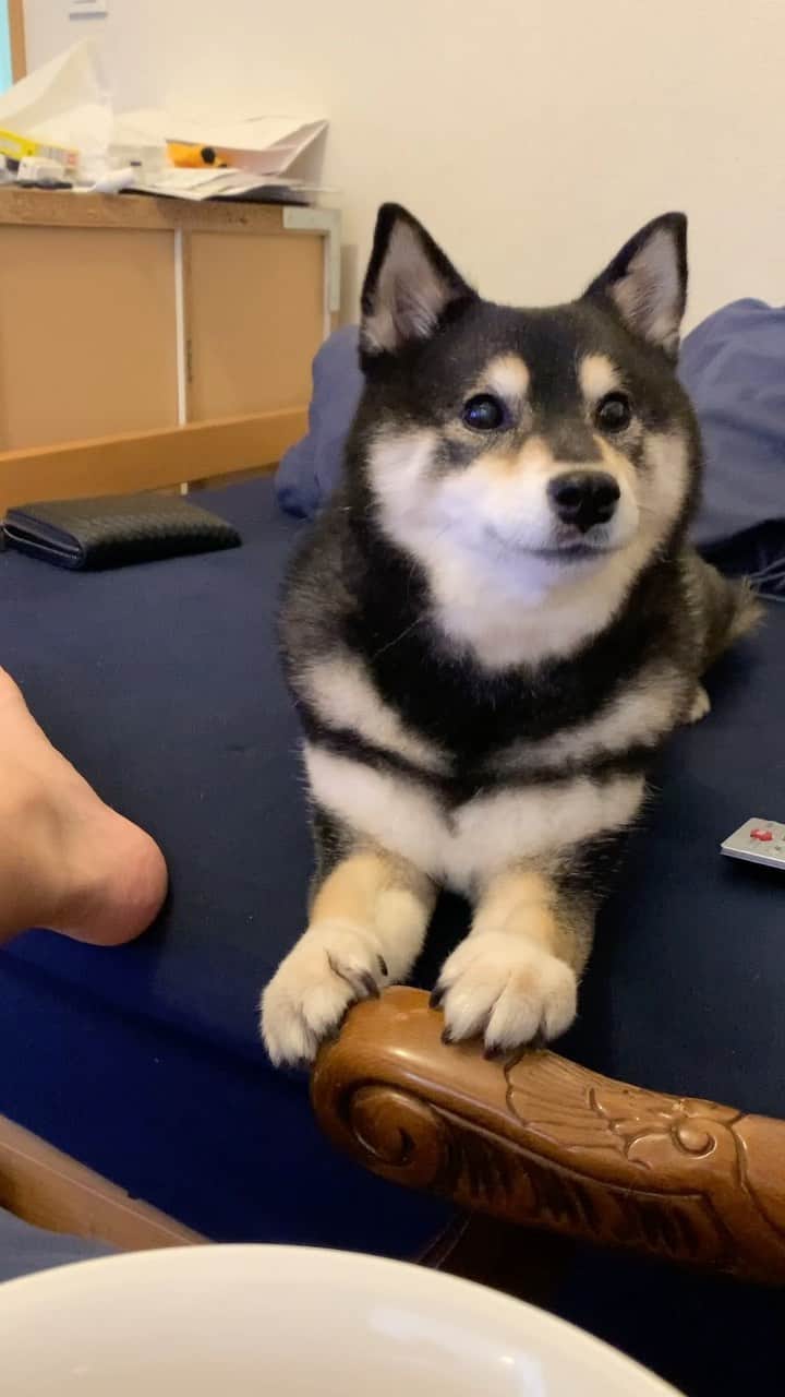 のインスタグラム：「・ ・ 本日も多飲多尿あこわん🐶💦なかなか減りません ・ お散歩も5〜6時間おきって感じです🐶 ・ 肝臓の数値が良くなれば落ち着いてくるはずー🙆🏻‍♀️ ・ おちっこ以外は至って元気で食いしん坊あこわん🐶🩷 ・ 今日はおとさん👨🏻‍🦰におねだり中 ・ ・ ・ ・ ・ ・ ・ #肝臓に良いものなんだろう  #がんばるわんよ🐶✊ #sapporo  ・ 北海道の柴犬 #柴北会 の皆ワン🐶暑い日は水いっぱい飲もう〜🐶✨ ・ #adorable #instadog#shibainu#dog#柴犬ライフ #instashiba#柴犬マニア #9gag #barked #kuroshiba#socute #cutedog#いぬのきもち #黒柴 #dogstagram_japan」