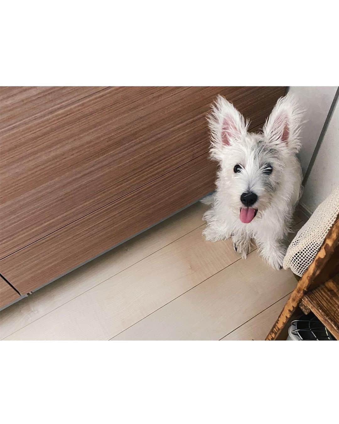 mikaさんのインスタグラム写真 - (mikaInstagram)「わがやに来て２ヶ月ほど🐾 #モノくん こんなに大きくなった🫣💕 swipe２枚目☞お迎え初日📸👧🏻  もぐパイセンの甲斐甲斐しいお世話？指導？が毎日すごい🤣！  耳でかーー🐰🥕 あっくんにもやぎにも似てきた🐐🤣💕 愛しすぎるよよよ！  #westie#westiepuppy #instadog」7月12日 23時17分 - _mogmon__