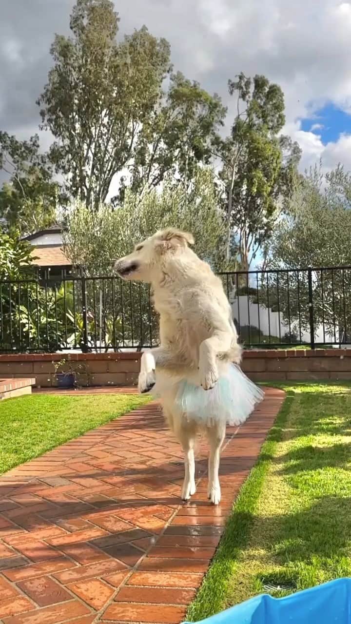 SHEINのインスタグラム：「@ladyandtheblues is paw-sitively enchanting in this bark-worthy ballet slay 🐶🩰😍   #SHEINinspo」