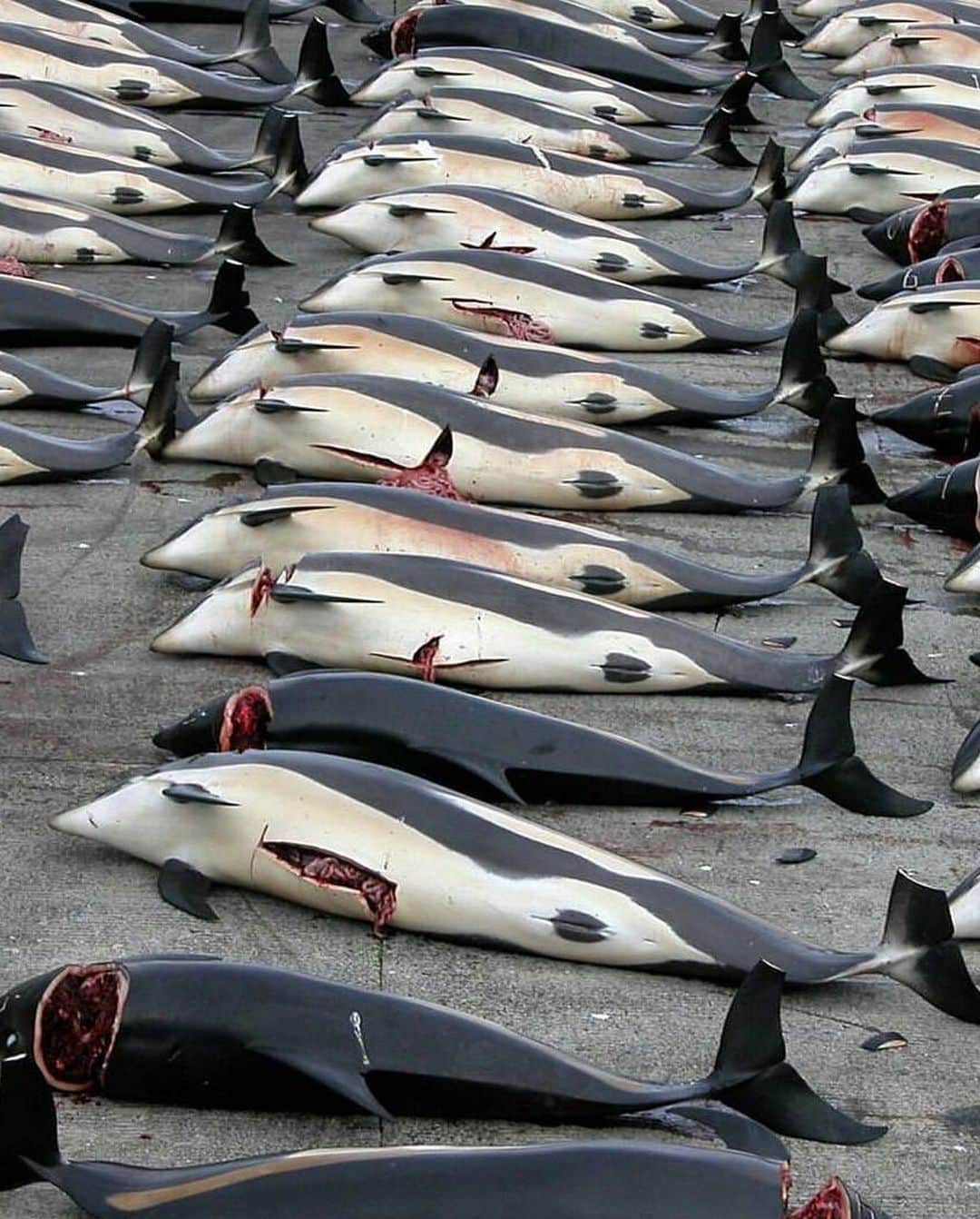ゴラン・ヴィシュニックさんのインスタグラム写真 - (ゴラン・ヴィシュニックInstagram)「Another season of mindless crime against nature is underway in the #faroeislands under disguise of tradition... High powered jet skis are used, gasoline and diesel powered speed boats, the people in the water mercilessly killing these poor creatures wearing high tech boots and wet suits... Tradition...?! Tradition has nothing to do with this. This is also not about food and necessity like some are trying to present.  Let's just call it what it is;  A twisted and deranged blood sport. Don't forget that these whales are highly intelligent marine mammals with complex social structures and behaviors. And before anyone starts defending and finding reasons for this slaughter let me just say one thing... I'm sure we as a species were not given intelligence to JUSTIFY our SENSELESS deeds but to improve our condition without the slaughter of the innocent. You can't use culture to hide your bloodlust. Why is it so difficult for the Faroese government to reassess their cultural practices and turn towards sustainable alternatives which would respect the environment and animal welfare...? In a mean time, please visit the link in my bio stopthegrind.org and think twice about visiting the beautiful #faroeislands . The #grindadrap has to stop! And please tag, repost, make some noise, donate to these great organizations tagged bellow ⬇️⬇️⬇️ because we are on this planet to be guardians and custodians not merciless overlords who can take whatever they want. 🙏🏻🙏🏻🙏🏻 @sealegacy @captainpaulwatson @neptunesnavyjohnpauldejoria @seashepherdfrance  * * * * #internationalwhalingcommission @faroe_islands_ban #stopthegrind #stopthegrindfaroeislands #faroe #faroeislandshiking #faroeislands🇫🇴 #faroeislandsnature #faroeislandstourist #faroeislandslandscape #faroeislandstravel #faroeislandsphotography #faroeislandssalmon @ifawglobal」7月12日 23時41分 - goran_visnjic