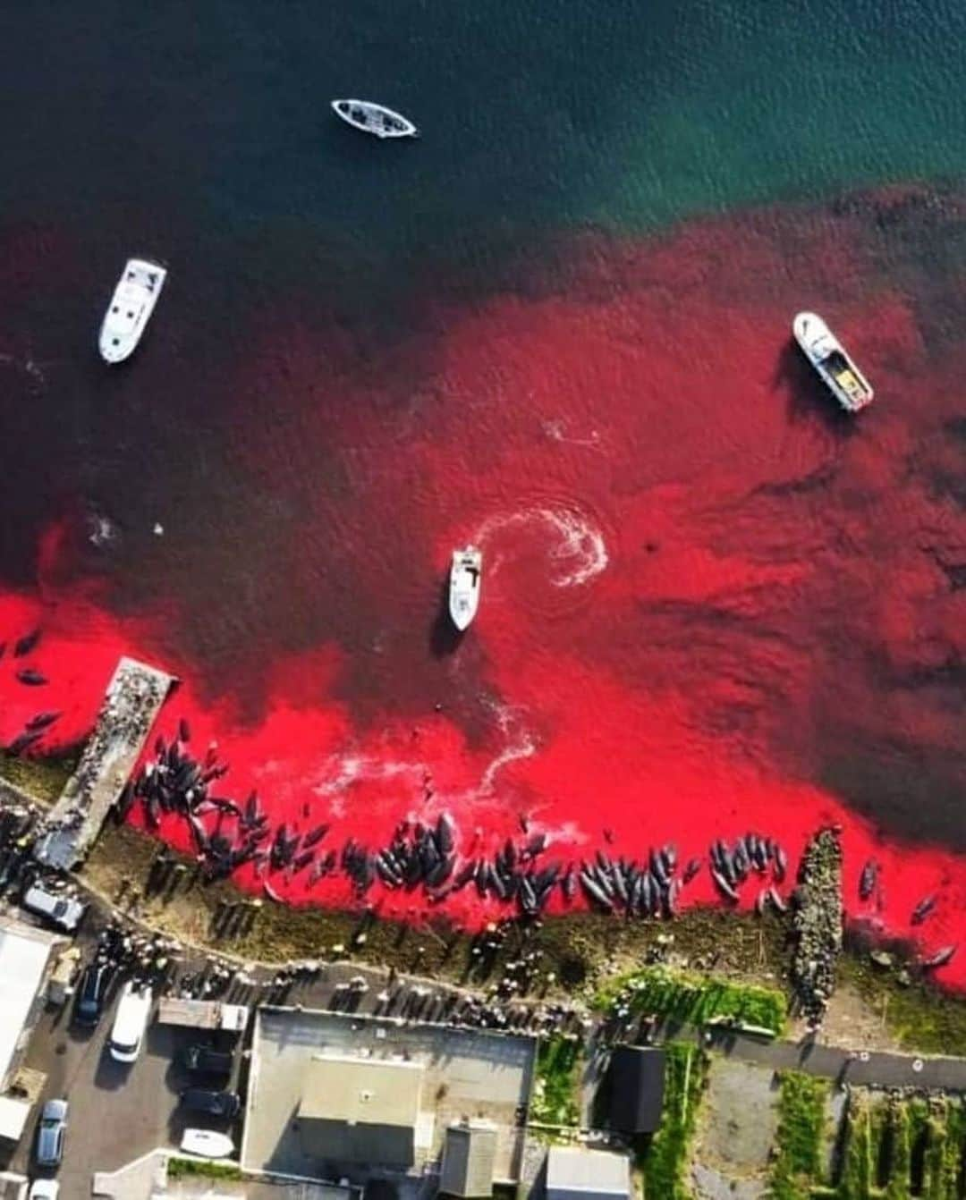 ゴラン・ヴィシュニックさんのインスタグラム写真 - (ゴラン・ヴィシュニックInstagram)「Another season of mindless crime against nature is underway in the #faroeislands under disguise of tradition... High powered jet skis are used, gasoline and diesel powered speed boats, the people in the water mercilessly killing these poor creatures wearing high tech boots and wet suits... Tradition...?! Tradition has nothing to do with this. This is also not about food and necessity like some are trying to present.  Let's just call it what it is;  A twisted and deranged blood sport. Don't forget that these whales are highly intelligent marine mammals with complex social structures and behaviors. And before anyone starts defending and finding reasons for this slaughter let me just say one thing... I'm sure we as a species were not given intelligence to JUSTIFY our SENSELESS deeds but to improve our condition without the slaughter of the innocent. You can't use culture to hide your bloodlust. Why is it so difficult for the Faroese government to reassess their cultural practices and turn towards sustainable alternatives which would respect the environment and animal welfare...? In a mean time, please visit the link in my bio stopthegrind.org and think twice about visiting the beautiful #faroeislands . The #grindadrap has to stop! And please tag, repost, make some noise, donate to these great organizations tagged bellow ⬇️⬇️⬇️ because we are on this planet to be guardians and custodians not merciless overlords who can take whatever they want. 🙏🏻🙏🏻🙏🏻 @sealegacy @captainpaulwatson @neptunesnavyjohnpauldejoria @seashepherdfrance  * * * * #internationalwhalingcommission @faroe_islands_ban #stopthegrind #stopthegrindfaroeislands #faroe #faroeislandshiking #faroeislands🇫🇴 #faroeislandsnature #faroeislandstourist #faroeislandslandscape #faroeislandstravel #faroeislandsphotography #faroeislandssalmon @ifawglobal」7月12日 23時41分 - goran_visnjic