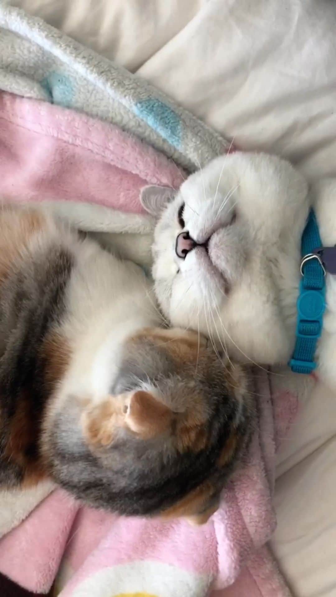ミスター・ホワイトのインスタグラム：「Just the two of us 🩷  #meow #cute #cats #catsofinstagram」