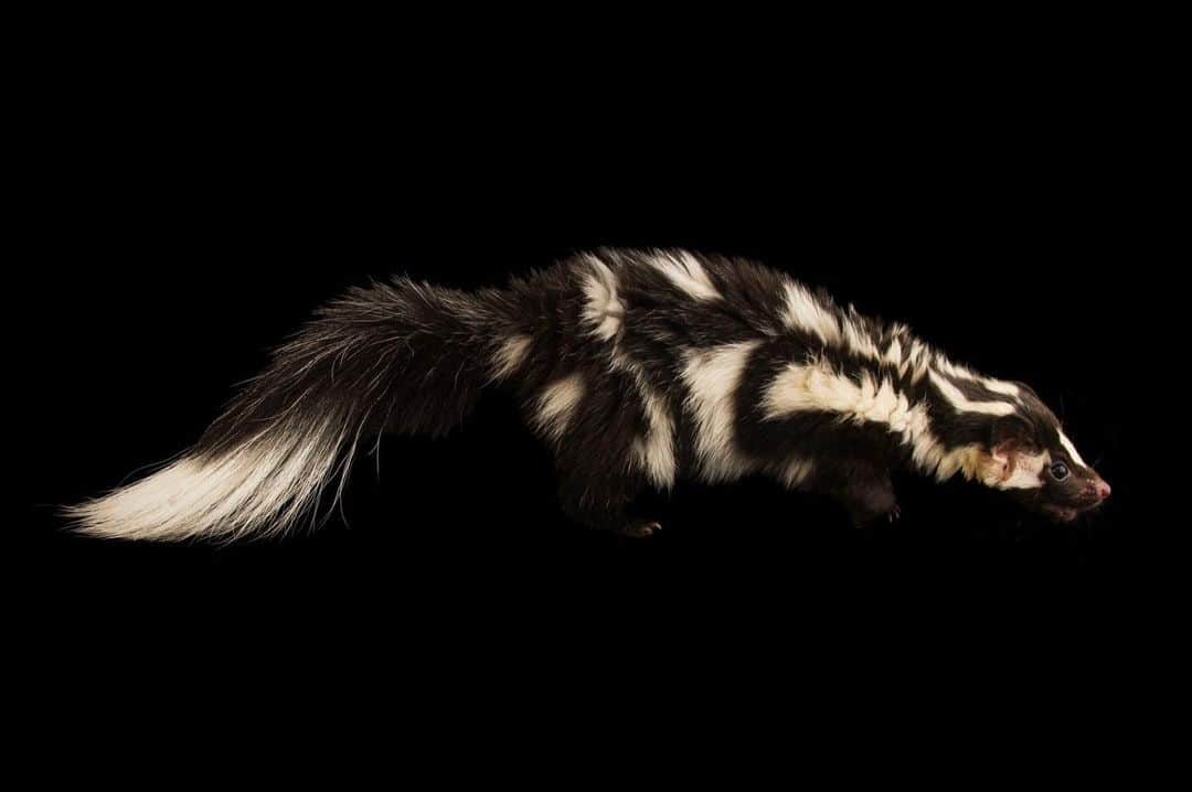 Joel Sartoreさんのインスタグラム写真 - (Joel SartoreInstagram)「Don’t let the unusual fur pattern fool you - the critter before you is in fact, a skunk. Much like the more widely recognized striped skunk, western spotted skunks put on a display when threatened, stamping their front feet before raising their back end in the air to show off their warning coloration. While they usually spray with all four feet on the ground, the western spotted skunk has been known to spray while doing a handstand. Photo taken @hoglezoo.   #skunk #spotted #animal #wildlife #photography #animalphotography #wildlifephotography #studioportrait #PhotoArk @insidenatgeo」7月13日 0時14分 - joelsartore