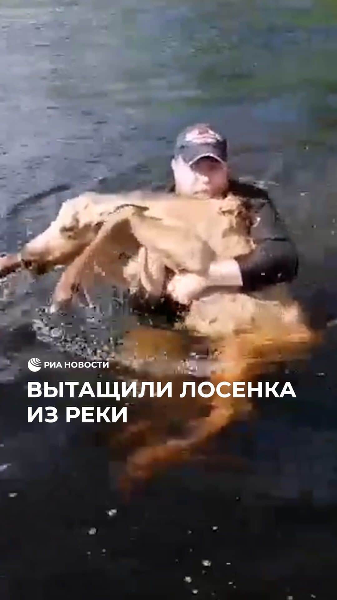 RIAノーボスチのインスタグラム：「В Красноярском крае священник спас тонущего лосенка.  Протоиерей Лев увидел обессиленное животное в воде. Вероятно, малыш хотел перебраться на другой берег, но не рассчитал силы и стал тонуть. Мужчина не раздумывая бросился на помощь и вытащил лосенка на берег. Животное перевело дух и убежало в лес.」