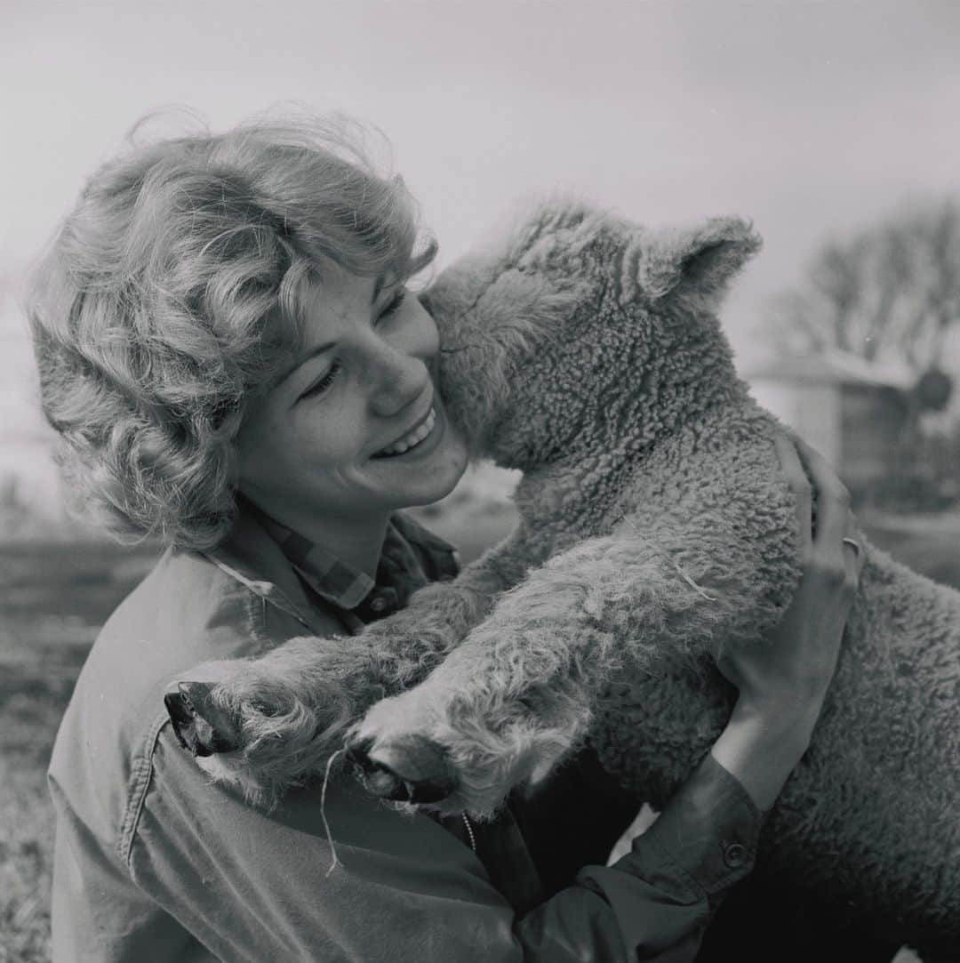 lifeのインスタグラム：「Affectionate scene from a Kansas farm. 🐑  See more adorable animal photos from the LIFE archive by clicking the link in bio.   (📷 Francis Miller, 1962/LIFE Picture Collection)   #LIFEMagazine #LIFEArchive #1960s #FrancisMiller #wildLIFEwednesday #FarmAnimals #Sheep」