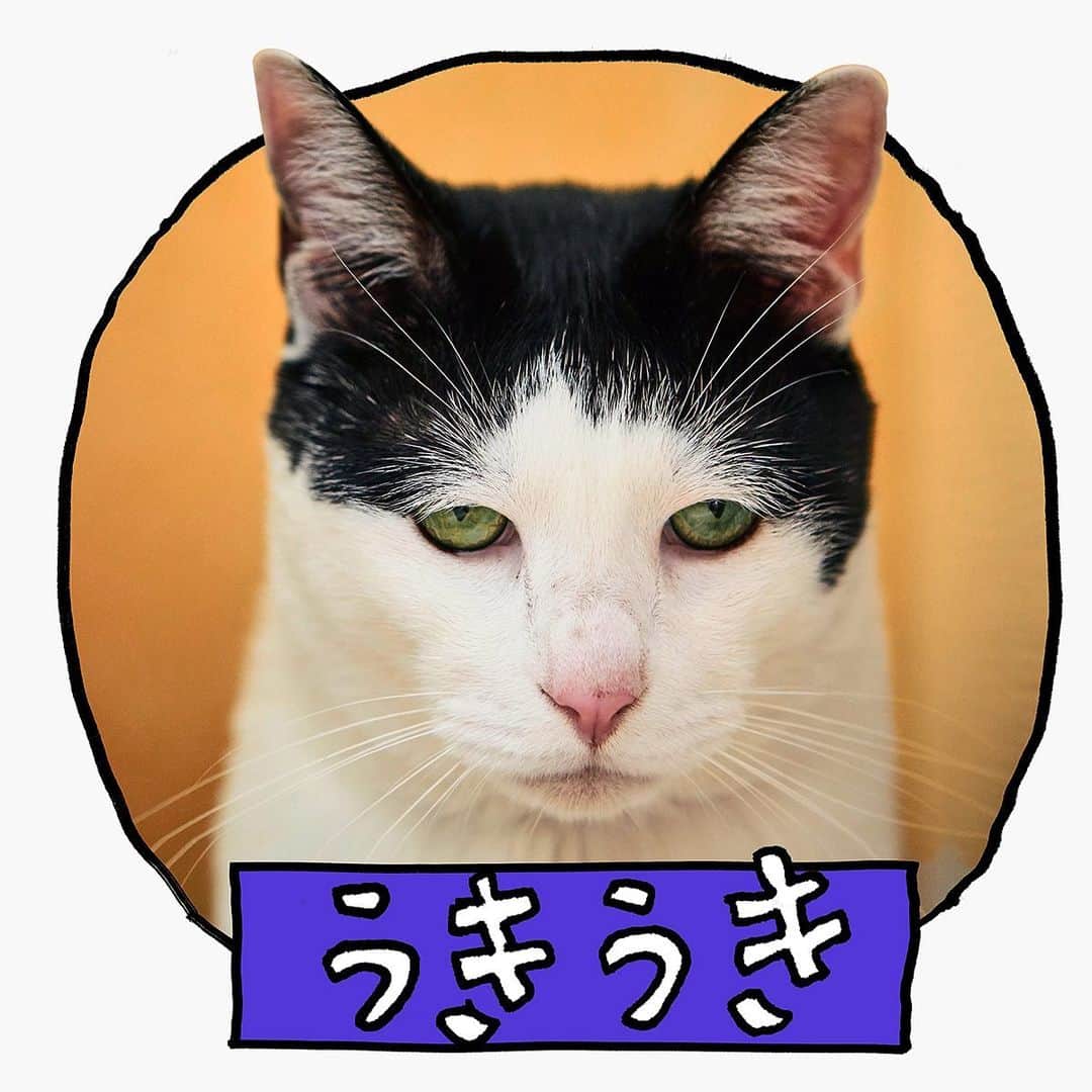 のインスタグラム：「パ)  LINEスタンプって、こんな感じかな？  @pancho_to_gavacho で4コマ連載してた時を思い出します。  #パンチョとガバチョ」