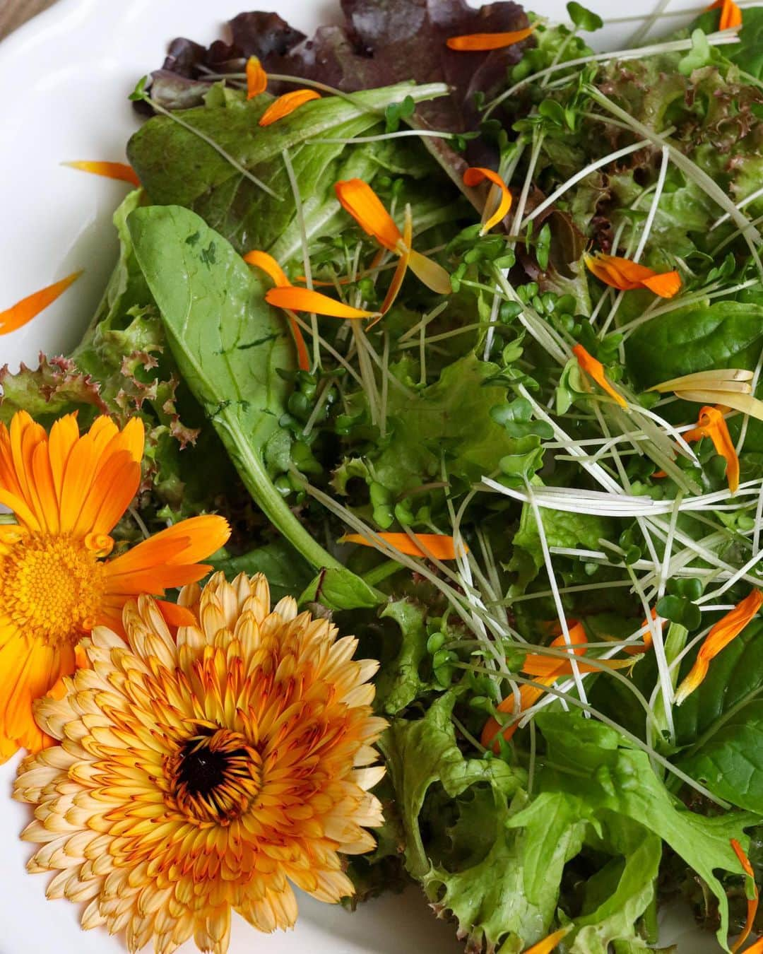 sayoko_betseyさんのインスタグラム写真 - (sayoko_betseyInstagram)「Calendula Salad🥗🌼 ⁡ シェアファーム3年目にして、やっとカレンデュラの使い方が上手くなってきた気がする🌼 ⁡ サラダに入れたり、ハーブティーにしたり。 美容オイル作りはまだできてないけど、やってみたい🧡 ⁡ 花たちは夏になると一気に咲いて、摘んだりお手入れしないといけない🐰正直私は全然追いついてないけれど。。 ⁡ 家の色んな場所がハーブ乾かし場になってきた7月🌿 ⁡ #calendula #sapporo #hokkaido #hokkaidolife #北海道 #北海道生活 #札幌 #カレンデュラ #ハーブ #ハーブのある暮らし #エディブルフラワー #北海道に恋してる #常備菜 #シェアファーム #週末野心 #夏夜日記」7月13日 12時37分 - sayoko_betsey