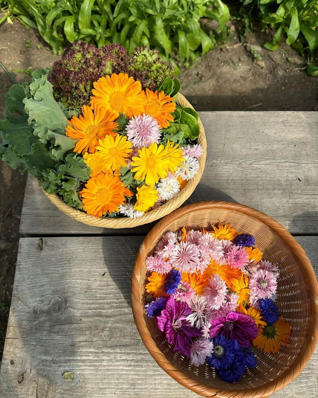 sayoko_betseyさんのインスタグラム写真 - (sayoko_betseyInstagram)「Calendula Salad🥗🌼 ⁡ シェアファーム3年目にして、やっとカレンデュラの使い方が上手くなってきた気がする🌼 ⁡ サラダに入れたり、ハーブティーにしたり。 美容オイル作りはまだできてないけど、やってみたい🧡 ⁡ 花たちは夏になると一気に咲いて、摘んだりお手入れしないといけない🐰正直私は全然追いついてないけれど。。 ⁡ 家の色んな場所がハーブ乾かし場になってきた7月🌿 ⁡ #calendula #sapporo #hokkaido #hokkaidolife #北海道 #北海道生活 #札幌 #カレンデュラ #ハーブ #ハーブのある暮らし #エディブルフラワー #北海道に恋してる #常備菜 #シェアファーム #週末野心 #夏夜日記」7月13日 12時37分 - sayoko_betsey