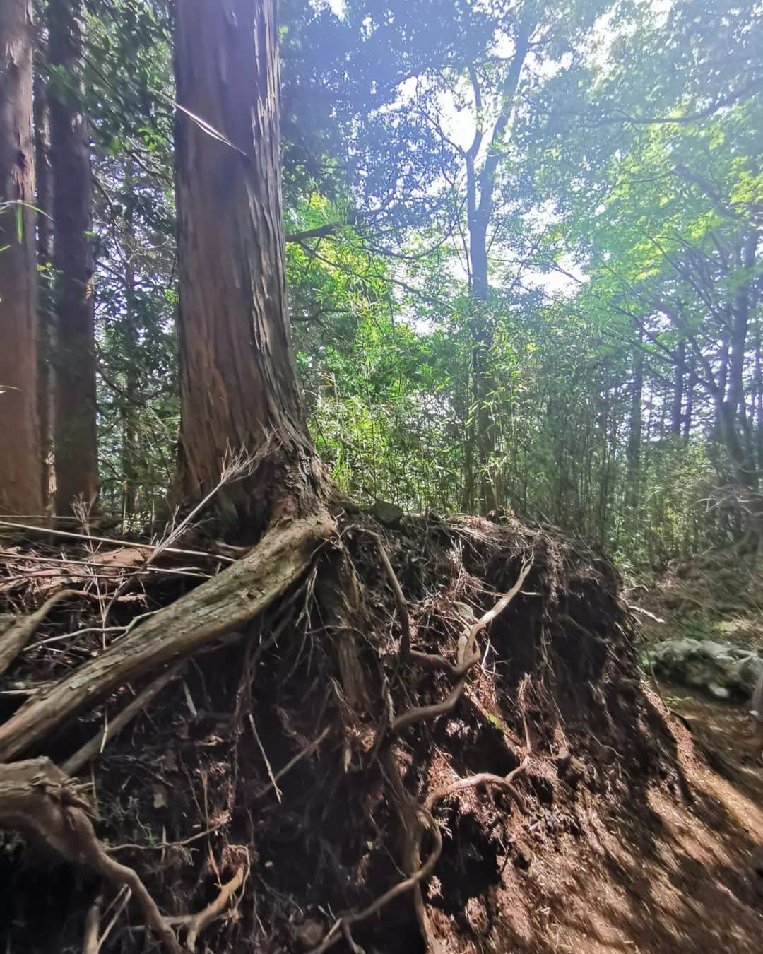 畠山優梨枝さんのインスタグラム写真 - (畠山優梨枝Instagram)「登山に挑戦したのは新しい趣味が欲しいなーっと思ったからなのです🗻✨ 老若男女から人気なのにはきっと魅力があるはず✋と思い挑戦してみました🌼 山頂でお湯を沸かせたことは感動だったし😂景色はもちろん最高で🙆下山して温泉入って地元の海鮮食べて焼肉で締めて帰ったので大満足でした💕  #登山口#初登山#金時山#金時山山頂#山登り#山ガール#山ガール初心者#山頂でのコーヒー#コーヒー#珈琲」7月13日 19時00分 - yurieyurieee