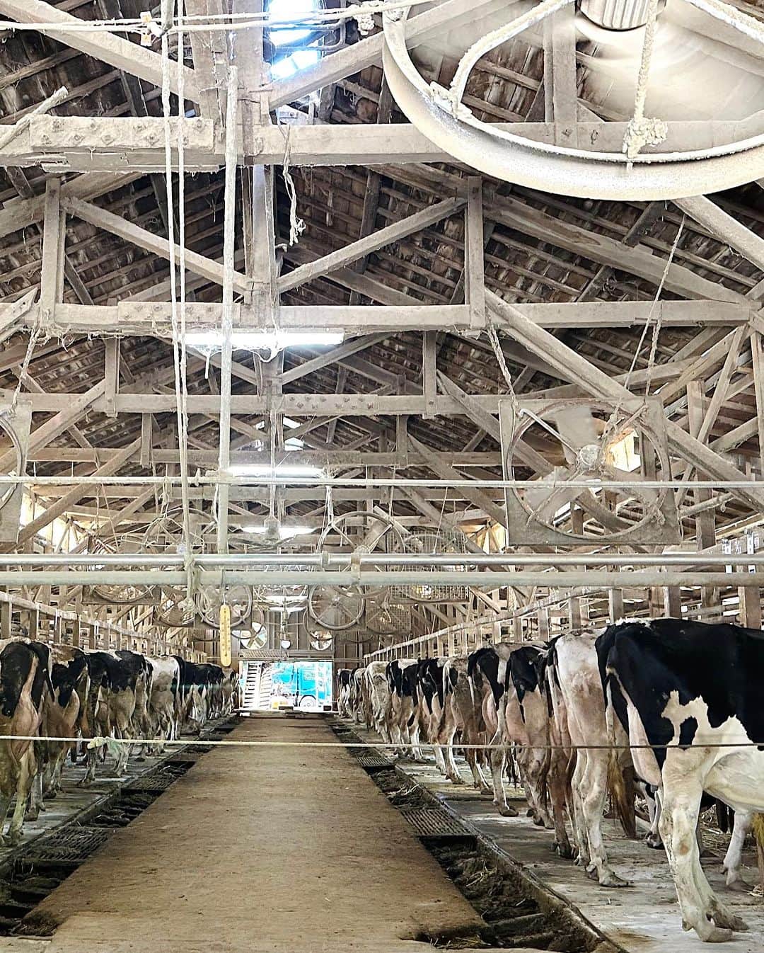 道の駅やちよさんのインスタグラム写真 - (道の駅やちよInstagram)「「アイス工房プチシャンテリー」で使用している牛乳を生産している高橋牧場さんです！ 八千代市で牧場経営をされています！  搾乳牛52頭で子牛を含めると110頭ぐらいを飼育しているそう👏  経営者の高橋さん、奥様、おばあちゃま、息子さんご夫婦で仲良く牛を育てていました☺️  #酪農家 #アイス工房プチシャンテリー #美味しい牛乳  #道の駅 #道の駅やちよ #道の駅巡り  #地産地消 #農産物直売所 #新鮮野菜 #野菜好き #野菜たっぷり #買い物   #休憩 #やちよ農業交流センター」7月13日 12時57分 - michinoeki_yachiyo090720