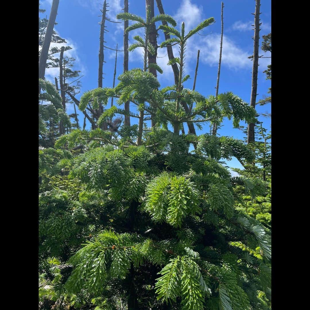 唐橋ユミさんのインスタグラム写真 - (唐橋ユミInstagram)「⛰️⛰️⛰️  山梨と長野にまたがる金峰山へ。 標高2599m。  勝沼IC出口からぶどう畑が広がるフルーツラインを進みのどかな景色を楽しんだあとは、つづら折りの林道を走ります。 今回は大弛峠からの登山。 日本最高所の車で行ける峠🚗ということで、くねくねとひたすら1時間走ります。 カーブミラーを頼りに慎重に。 登山口に着いたころには肩が強張ってた😬 こういう道は、前の車に、お願いだから道を譲らないでくださいー😭と祈っています。 平日の駐車場は８時半で３割ほど余裕がありました。  🎒⛰️ 大弛峠→朝日岳→金峰山 甲府市の最高気温は35度。 でも樹林帯の山中は、汗にひんやりと風が触れて気持ちよかった！  朝日岳の先はザレ場。 虻とコバエが多かった🪰虫除けネットをかぶるほどではなかったけど。  圧巻だったのは山頂標識の奥にそびえ立つ五丈岩！巨岩！下の赤い鳥居⛩️、見えますか😆 江戸時代まで修験道の一大霊場だったそうです。 富士山に南アルプス、八ヶ岳連峰を眺めながら、昆布と梅おにぎりでひと休み🍙  下りは、膝を痛めない歩き方を試行錯誤しながらてくてくと。🚶🚶  登りの途中でこんなに下る？！と感じたこともあったけど、これはきっつーい😓という箇所もなかったな！  次はあの山へ。😉  #金峰山 #日本百名山」7月13日 12時59分 - yumikarahashi