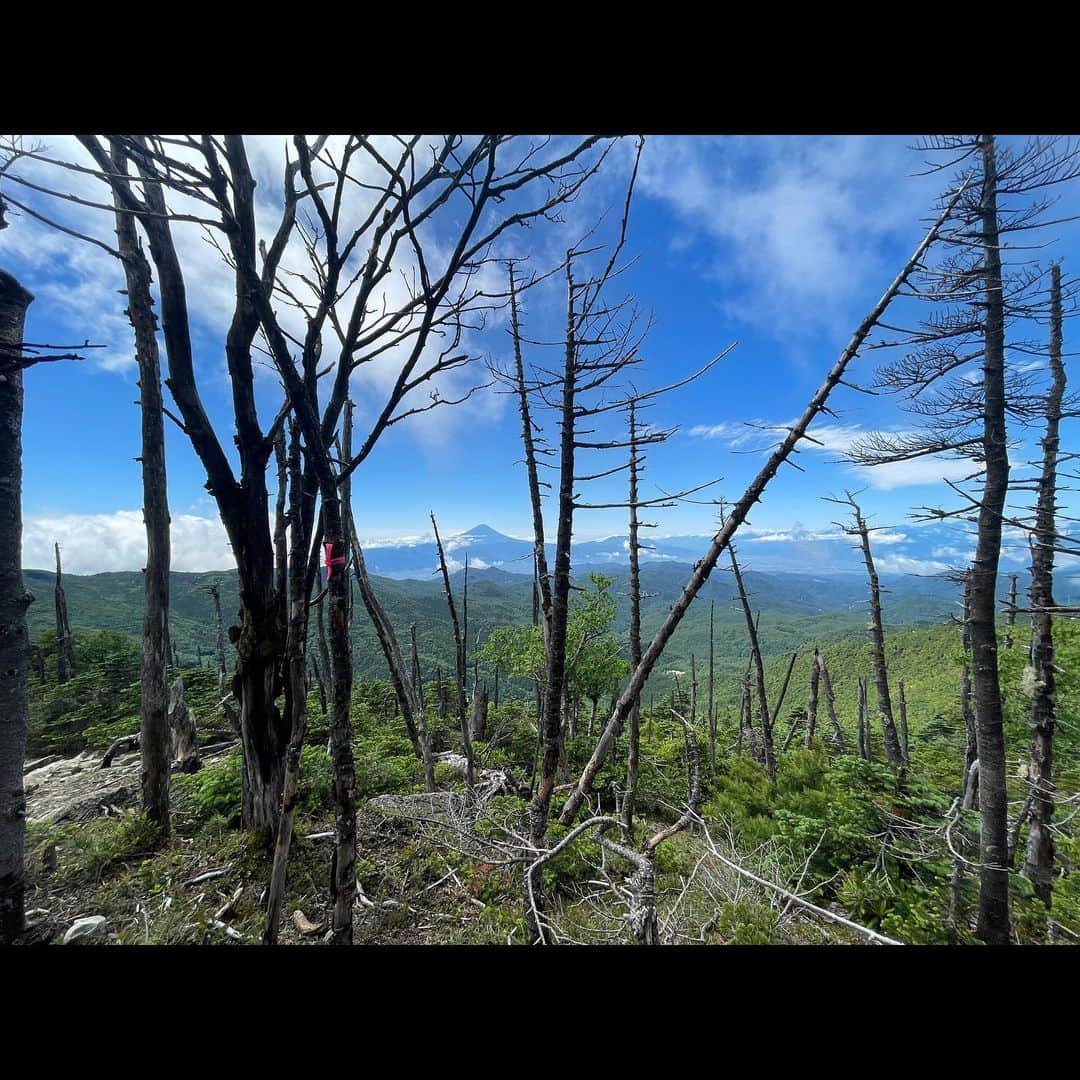 唐橋ユミさんのインスタグラム写真 - (唐橋ユミInstagram)「⛰️⛰️⛰️  山梨と長野にまたがる金峰山へ。 標高2599m。  勝沼IC出口からぶどう畑が広がるフルーツラインを進みのどかな景色を楽しんだあとは、つづら折りの林道を走ります。 今回は大弛峠からの登山。 日本最高所の車で行ける峠🚗ということで、くねくねとひたすら1時間走ります。 カーブミラーを頼りに慎重に。 登山口に着いたころには肩が強張ってた😬 こういう道は、前の車に、お願いだから道を譲らないでくださいー😭と祈っています。 平日の駐車場は８時半で３割ほど余裕がありました。  🎒⛰️ 大弛峠→朝日岳→金峰山 甲府市の最高気温は35度。 でも樹林帯の山中は、汗にひんやりと風が触れて気持ちよかった！  朝日岳の先はザレ場。 虻とコバエが多かった🪰虫除けネットをかぶるほどではなかったけど。  圧巻だったのは山頂標識の奥にそびえ立つ五丈岩！巨岩！下の赤い鳥居⛩️、見えますか😆 江戸時代まで修験道の一大霊場だったそうです。 富士山に南アルプス、八ヶ岳連峰を眺めながら、昆布と梅おにぎりでひと休み🍙  下りは、膝を痛めない歩き方を試行錯誤しながらてくてくと。🚶🚶  登りの途中でこんなに下る？！と感じたこともあったけど、これはきっつーい😓という箇所もなかったな！  次はあの山へ。😉  #金峰山 #日本百名山」7月13日 12時59分 - yumikarahashi