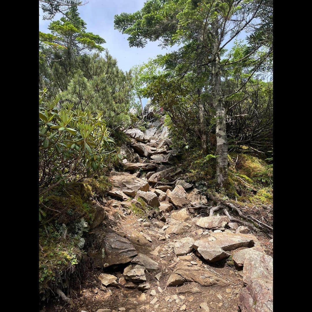 唐橋ユミさんのインスタグラム写真 - (唐橋ユミInstagram)「⛰️⛰️⛰️  山梨と長野にまたがる金峰山へ。 標高2599m。  勝沼IC出口からぶどう畑が広がるフルーツラインを進みのどかな景色を楽しんだあとは、つづら折りの林道を走ります。 今回は大弛峠からの登山。 日本最高所の車で行ける峠🚗ということで、くねくねとひたすら1時間走ります。 カーブミラーを頼りに慎重に。 登山口に着いたころには肩が強張ってた😬 こういう道は、前の車に、お願いだから道を譲らないでくださいー😭と祈っています。 平日の駐車場は８時半で３割ほど余裕がありました。  🎒⛰️ 大弛峠→朝日岳→金峰山 甲府市の最高気温は35度。 でも樹林帯の山中は、汗にひんやりと風が触れて気持ちよかった！  朝日岳の先はザレ場。 虻とコバエが多かった🪰虫除けネットをかぶるほどではなかったけど。  圧巻だったのは山頂標識の奥にそびえ立つ五丈岩！巨岩！下の赤い鳥居⛩️、見えますか😆 江戸時代まで修験道の一大霊場だったそうです。 富士山に南アルプス、八ヶ岳連峰を眺めながら、昆布と梅おにぎりでひと休み🍙  下りは、膝を痛めない歩き方を試行錯誤しながらてくてくと。🚶🚶  登りの途中でこんなに下る？！と感じたこともあったけど、これはきっつーい😓という箇所もなかったな！  次はあの山へ。😉  #金峰山 #日本百名山」7月13日 12時59分 - yumikarahashi