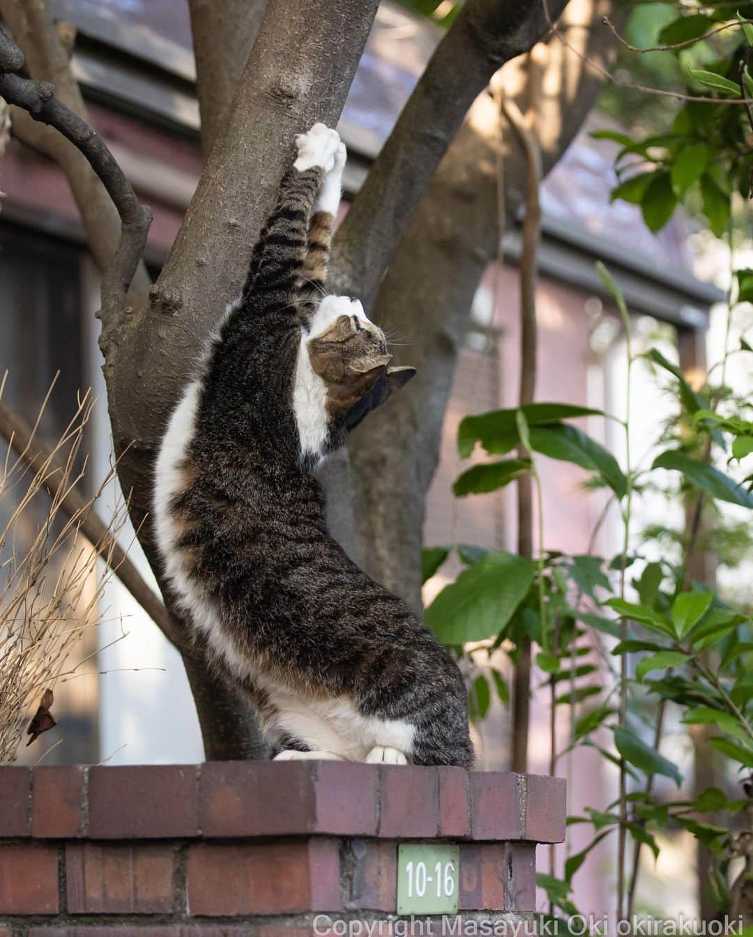 Masayukiのインスタグラム：「弓形。  #cat #ねこ #猫 #東京カメラ部 #nekoclub  #mmgtw #my_eos_photo  #yourshotphotographer」