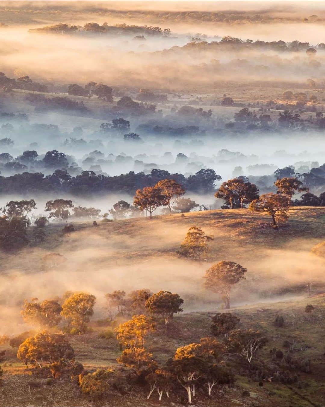 Australiaのインスタグラム：「Misty mornings in @visitcanberra are pretty hard to beat 💛 We're living for all the #winter snaps coming out of our capital city right now, and @wanderlust73's early-morning shot from Mount Majura is no exception! If you're a keen photographer and happen to be in town when the fog rolls in, do yourself a favour and nab a high spot like Mt Majura or Mount Ainslie's peak. You'll get a front-row seat to all that magnificent misty drama! #seeaustralia #comeandsaygday #visitcanberra」
