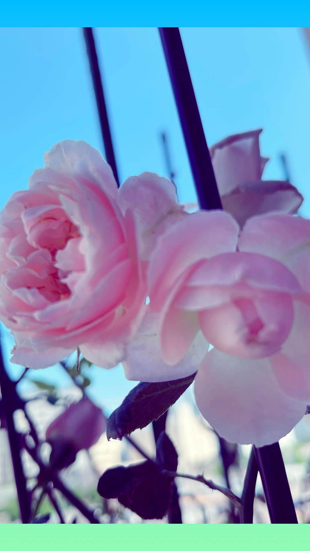 大黒摩季のインスタグラム：「My sweet pink rose 💐 ryuchell  日本全国の皆様へ 大黒摩季からのお願い  私の可愛いsweet rose🌹  まだ咲き始めのCuteな Pink Rose💐  My sister❤️ryuchell👠✨  が空に羽撃いていきました  ママの時と同じ 突然、神隠しみたい  私は、ツアーファイナルに来た あの子と、仲良しSister Sakumiと💓終演後にキャアキャア✨写真を撮っては  『摩季姐みたいになりたい❣️摩季姐のそのキラキラワンピ今度着せて〜〜〜っ💓🤗  ツアー終わったら絶対お家に遊び行きたい❣️Sakuちゃんと沖縄案内したいからいこ行こ😆💖👆。。。etc.』  なんて、まるで女子高生同士みたいに、キャンキャン💕して  Sakuちゃんが先週会った時も 可愛く楽しく愛しい あの子👠✨で、沖縄行きのことマジで進めてたらしいから  みんな神隠し気分なの  だから  まだ警察が調べてるとこだし  周りの方々どうか  〜〜〜だと思う 〜〜〜気がする 〜〜〜かもしれない  ってことが  違いない、になって  〜みたいよ、と噂になって  まるで事実みたいになっちゃうから  ryuchell👠✨を本当に好きだったら、そういうことを書かずに  静かに受け止めませんか？  ネットやSNSの記事はずっと残るし、誰もが見るものだから  あの子の遺伝子✨ 息子ちゃんがいつか見て傷つくようなこと、言わないでおきませんか？  運命や性（さが）や世論や、色んなものと闘って、それでも自分らしい花を咲かせようと頑張り続けて  やっと自力で咲いて✨🌹  日々磨かれて綺麗になるのが嬉しくて💖  一層輝き💫まくっていた日々は、素晴らしく眩しい勲章みたいなもの  私は最高に大好きでRespect＆愛しいSweet sister✨👠  あんなに痛いほどPureなHeartはそういない  純粋培養＆絶滅危惧種と言ってもいいくらい清らかな心  これからの世の中に 必要な子です✨だから大切  人間ならばマイノリティでなくたって、痛みも苦しみも哀しみも沢山あるんです  それを、さも独特な苦しみみたいに言ってカテゴライズする自体が、区別であり差別なんです  弱さや痛みを本人が言わず出さなかったと言うことは、  もの言わず誇らしく強く咲く薔薇🌹のように  お涙ちょうだいして安い同情票をもらうより、凛と笑顔や生き様で光を放つ、真のカリスマに育っていたと言うこと  死ぬ人がみんな哀しみながら死ぬと決め込んでる人が  憶測と仮説で最もらしくいえば その人の価値が下がるだけです  少なくとも私のママは がん治療は辛くても毎日笑って楽しんで、私のディナーライブに着る服をどこで買うか幸せな悩みの中で、突然心肺停止したので  不幸な死ではありません  幸せでも来るべき時は来るんです  あの子を汚すと言うことは  自由に生きたいだけの あの子に憧れて頑張る子たちまでもが、いらぬ思想に毒されると言うこと  それを亡くなった後に 憶測を含めて  あーでもないこーでもないと 掘り進めれば  息子ちゃんを傷つけます  pecoちゃんの明日を行き難くします  だから  大黒摩季からのお願いです  みんな静かに メディアの皆様もどうか  出てきた事実を受け止めて  あの子のこれまでを Pecoちゃんと息子ちゃんの未来を、そっとしてあげて欲しいのです  私もこれをもって語らない  私の中のあの子✨👠を愛しみ 心からのご冥福と、ご家族のこれからを祈るだけです  非常勤のお姉ちゃん 摩季姐は、あの子が愛した人と その未来を守る義務があるから  ryuchell👠✨安心してぐっすり眠ってね  Saku ちゃんと私たちにできることはやるから  My sweet pink rose 💐ryuchell  函館で一番永く生きている御神木にお願いしてきたよ  生まれ変わっても 私たち💓何度でも咲こうね💖  #ryuchell 　 #sweetrose  #mysister  #そっとしてあげて」