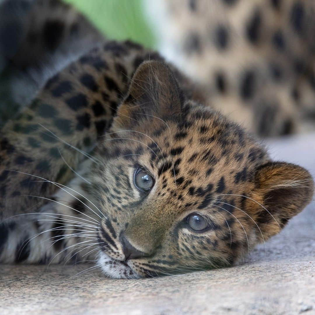 San Diego Zooさんのインスタグラム写真 - (San Diego ZooInstagram)「Raise your hand if you're cub-sessed? ✋  #AmurLeopard #Cubs #SanDiegoZoo」7月13日 5時49分 - sandiegozoo