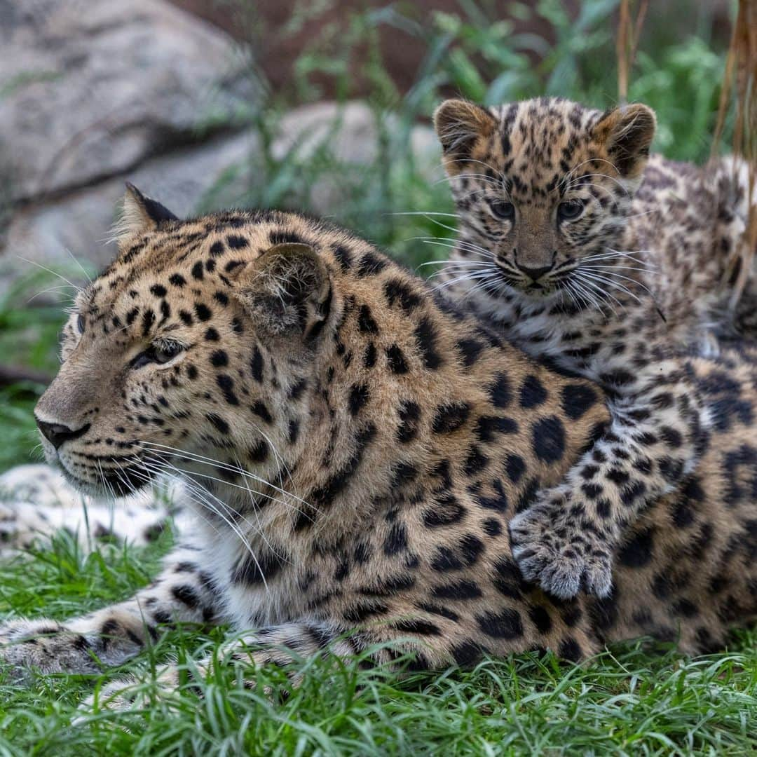 San Diego Zooさんのインスタグラム写真 - (San Diego ZooInstagram)「Raise your hand if you're cub-sessed? ✋  #AmurLeopard #Cubs #SanDiegoZoo」7月13日 5時49分 - sandiegozoo