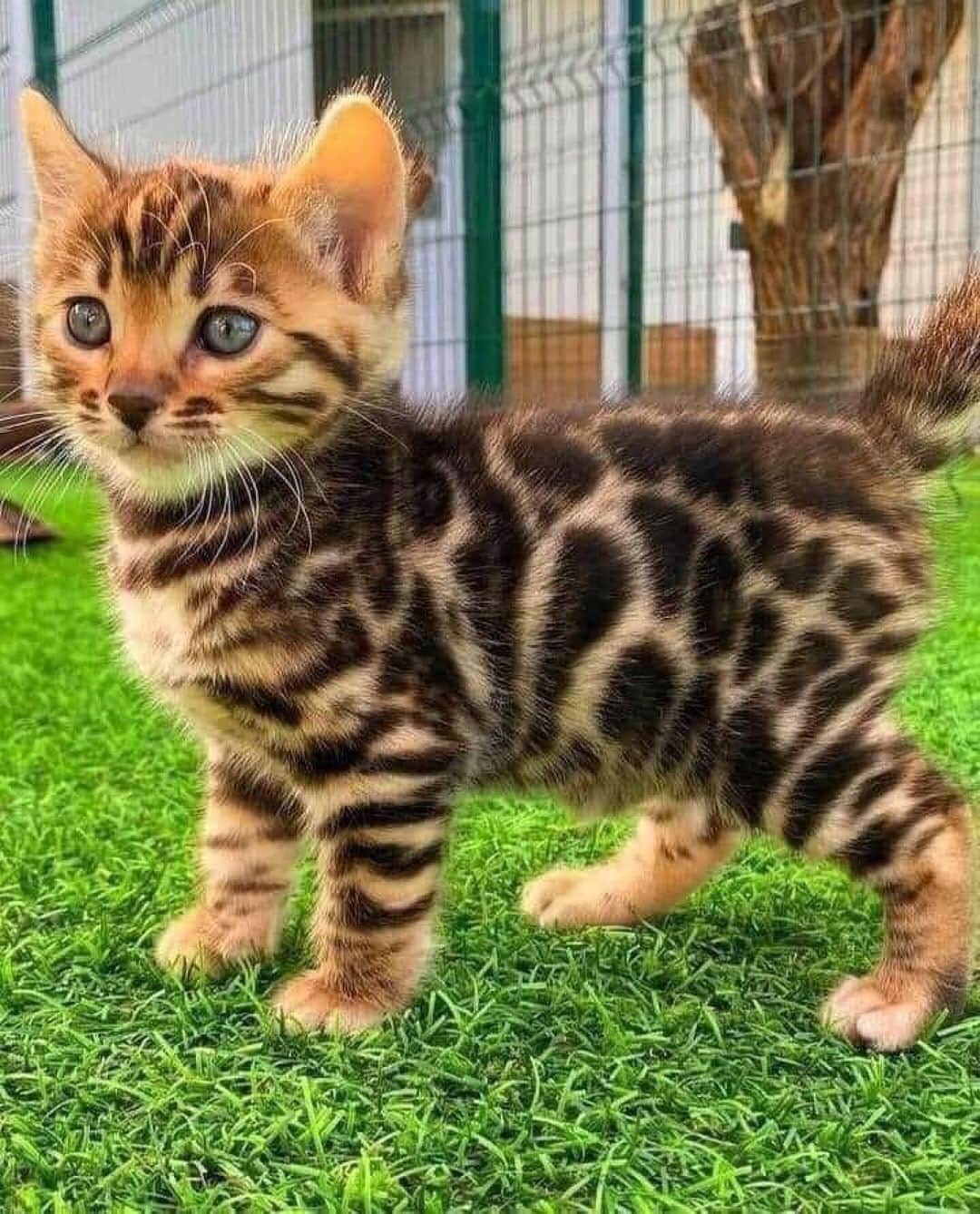 Cute Pets Dogs Catsのインスタグラム：「😍  Credit: dm   For all crediting issues and removals pls DM .  Note: we don’t own this video, all rights go to their respective owners. If owner is not provided, tagged (meaning we couldn’t find who is the owner), pls DM and owner will be tagged shortly after.   #catsofinstagram #catlover #catlovers #gato #catsagram #caturday #cats_of_world #catsofworld #catselfie #catsdaily #catnip #catslove #catsuit #catsworld #catsforlife #catslifestyle #catsplaying #catssleeping #catsworldwide #catvibes #catsinstagram #catrules #catvideooftheday #catphotoshoot #caturdaynight #catventures #catvids」