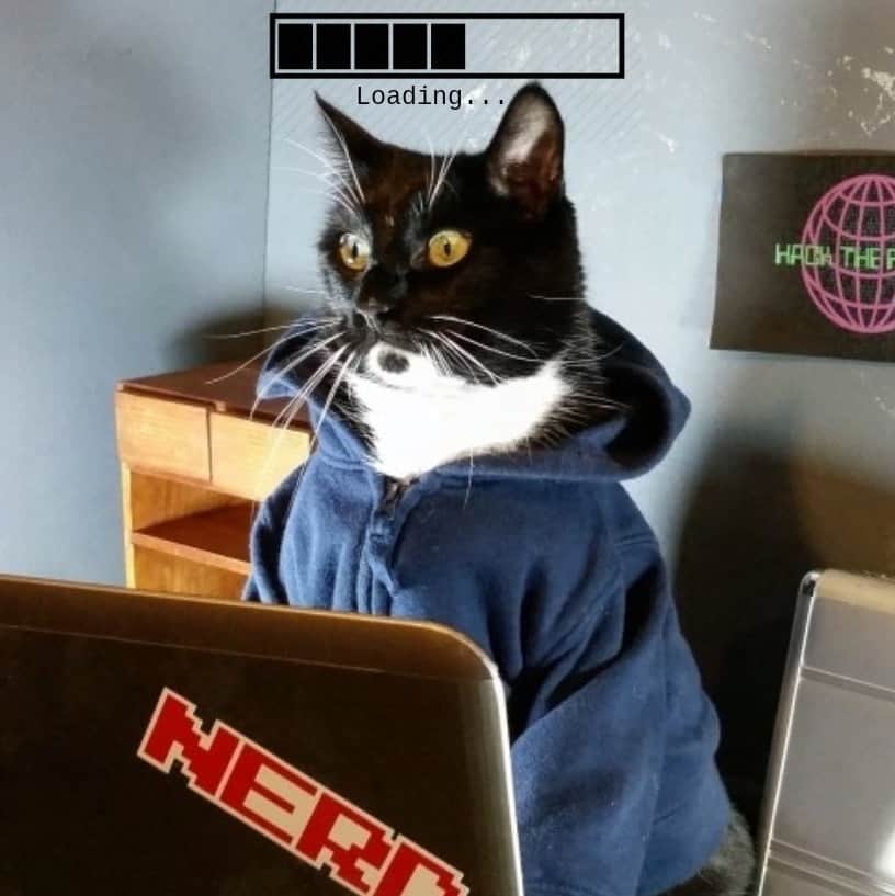 猫コスプレさんのインスタグラム写真 - (猫コスプレInstagram)「Need an opinion. 1, 2, or  3.」7月13日 8時05分 - cat_cosplay