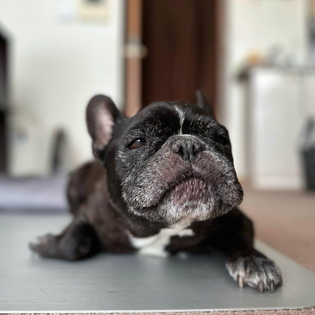 Turbo_dad フレブルのターボさんのインスタグラム写真 - (Turbo_dad フレブルのターボInstagram)「寝起き  #french #frenchbulldog #frenchbulldogsofinstagram #frenchbully #frenchbulldoglife #buhi #dogstagram #doglife #フレンチブルドッグ #フレブル #フレンチブルドッグライフ #フレブルのいる生活 #フレブルのいる暮らし #フレンチブルドッグのいる生活 #フレンチブルドッグのいる暮らし #ブヒ #ブヒスタグラム #寝起き」7月13日 8時29分 - turbo_dad