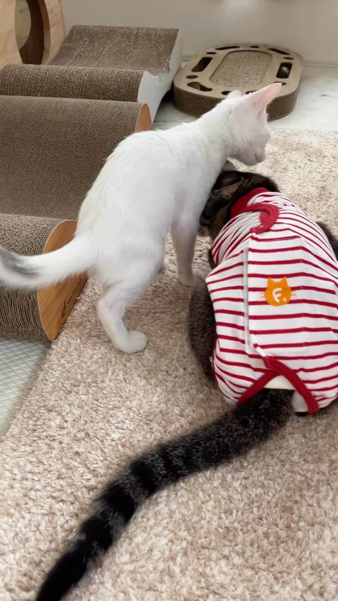 nozomiorideのインスタグラム：「活発タイプのあくあちゃんですが 結構みんなのお手入れもしてくれるのだ  るりちゃんは、割と受けが多い気がする😂  この動画、音楽によっては色っぽい（笑）  【かぐやくんの里親様募集】 現在、大体生後11ヶ月 男の子♂ 去勢手術済み ワクチン2回済み ウィルス検査：陰性  留守番🆗 賢く穏やかな、人に寄り添える子です☺️  ご検討中の方には オムツのことなどなど ご質問等にもしっかり対応させていただきますので(コメントでもDMでも🆗) お問い合わせ下さいませ😌🙇🏻‍♀️  (※譲渡条件あります)  #里親募集  #里親募集中  #里親募集猫  #里親募集_愛知   #恥骨前尿道瘻形成手術  #バブい #きじとら#三毛猫#白猫#白黒猫 #キジトラ #保護猫 #術後服 #子猫 #事故猫 #ねこのきもち #猫好きさんと繋がりたい」