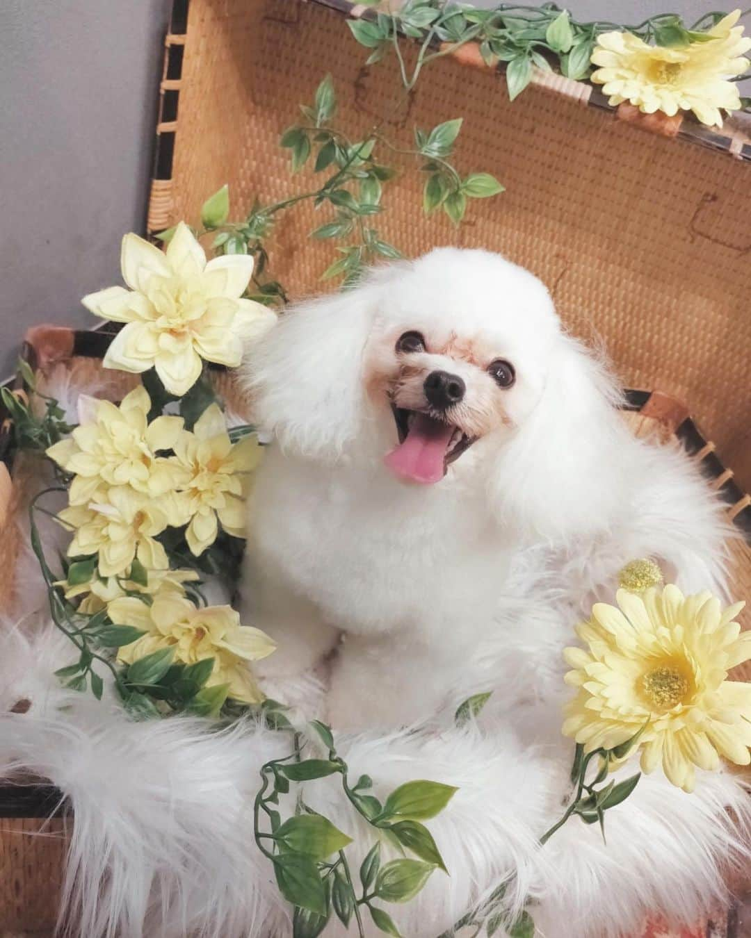 犬束ひとみのインスタグラム：「🐶💈✂ 今回も可愛くふわふわに カットして頂きました❤️ 太陽のような笑顔🔆 楽しい環境でトリミングして頂いてるんだろうなあ🥹💖」