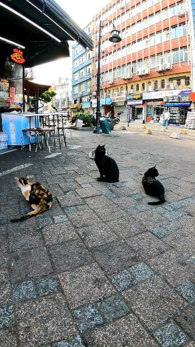 感動猫動画のインスタグラム：「朝ハンバーガー屋さんの前で朝食の配給を待つ野良猫たち #istanbul #トルコ #イスタンブール #猫 #感動猫動画」