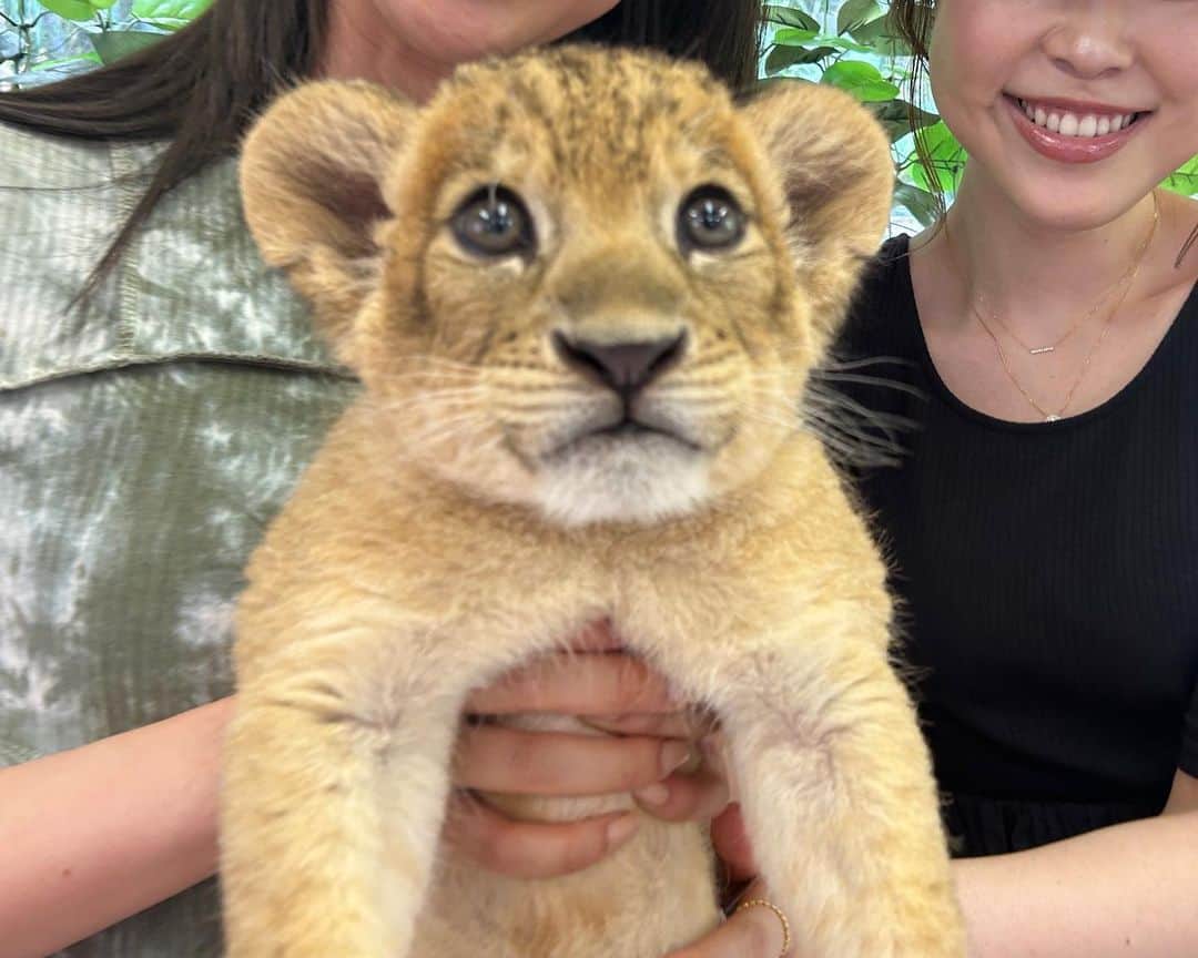 青野楓さんのインスタグラム写真 - (青野楓Instagram)「@shirotorizoo のライオンの赤ちゃんだっこイベント🦁ラスト行ってきました！1ヶ月前よりだいぶおっきくなってた👏🌙 本当にかわいかったー🥺🩷  しろとり動物園は香川にあって、🚗必要な場所だけど🐯と🦁たくさんいて素敵な動物園でした！  ライオン、トラの赤ちゃん産まれたら情報ください🙋‍♀️笑 全国いきます🫡」7月13日 10時51分 - kaede626