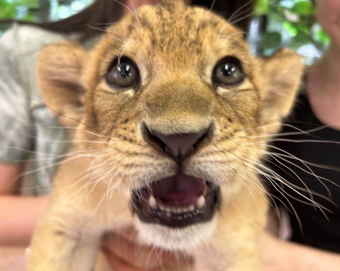 青野楓さんのインスタグラム写真 - (青野楓Instagram)「@shirotorizoo のライオンの赤ちゃんだっこイベント🦁ラスト行ってきました！1ヶ月前よりだいぶおっきくなってた👏🌙 本当にかわいかったー🥺🩷  しろとり動物園は香川にあって、🚗必要な場所だけど🐯と🦁たくさんいて素敵な動物園でした！  ライオン、トラの赤ちゃん産まれたら情報ください🙋‍♀️笑 全国いきます🫡」7月13日 10時51分 - kaede626