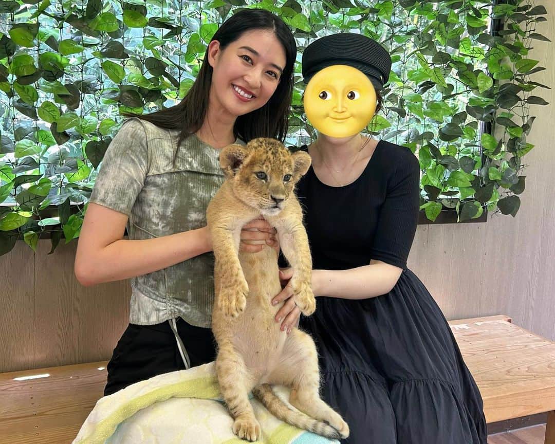 のインスタグラム：「@shirotorizoo のライオンの赤ちゃんだっこイベント🦁ラスト行ってきました！1ヶ月前よりだいぶおっきくなってた👏🌙 本当にかわいかったー🥺🩷  しろとり動物園は香川にあって、🚗必要な場所だけど🐯と🦁たくさんいて素敵な動物園でした！  ライオン、トラの赤ちゃん産まれたら情報ください🙋‍♀️笑 全国いきます🫡」