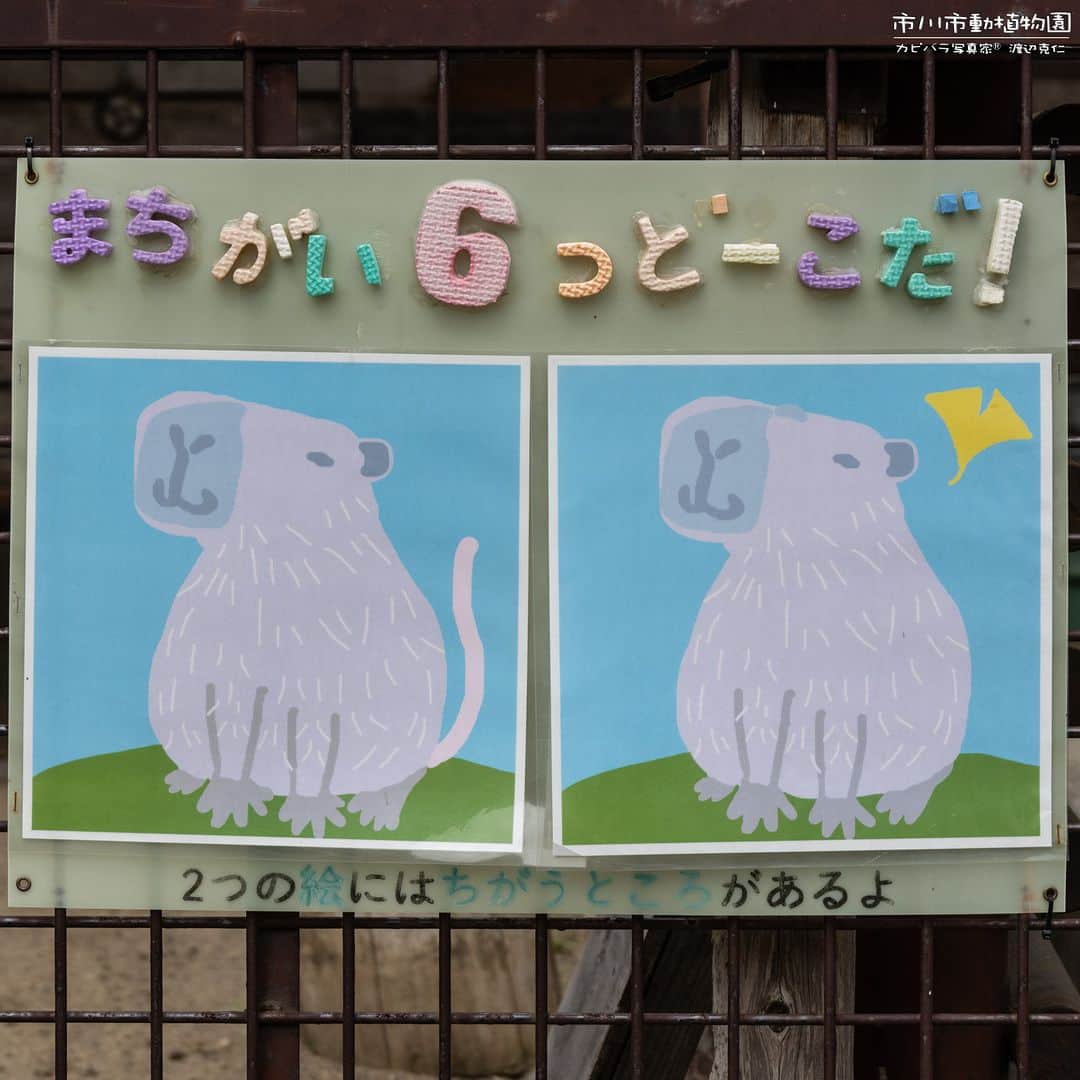 渡辺克仁さんのインスタグラム写真 - (渡辺克仁Instagram)「先日、市川市動植物園のカピバラ放飼場に掲示してあるクイズをSNSにのせたのですが、答えをのせ忘れたので、もう一度クイズと一緒に。クイズを解くとカピバラの外観の特徴が分かる仕組みです。  #カピバラ #水豚 #capybara #市川市動植物園」7月13日 11時58分 - katsuhito.watanabe
