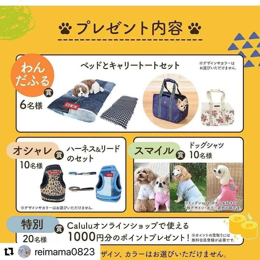 Caluluさんのインスタグラム写真 - (CaluluInstagram)「ONE  OCTAVEのペットベッドと、LAURA ASHLEYのキャリーバッグを使ってくださいました🥰  わんだふるフォトコンテスト入賞おめでとうございます🎈  レイちゃんのサングラス姿とっても可愛く素敵でした🕶🚗💕  夏にぴったりの接触冷感生地のベッドと、お出かけに使えるキャリーバッグです💜  ぜひ沢山活用いただけると嬉しいです✨  #Repost @reimama0823 with @use.repost ・・・ @calulu_dogwear 様のフォトコンテストでわんだふる賞に選んで頂きました❤️ その商品が届いて箱の大きさにビックリ😳 ベッドとキャリートートバッグ頂きました～🎉  1️⃣2️⃣ベッドは接触冷感素材でふかふかでひんやり気持ちいいし、カバーが外れて洗えるのもいい～🥰 これからの季節ありがたいです👍  レイは袋から出すと興味津々で早速寝てました❣️  3️⃣4️⃣キャリートートバッグはレイ(5㎏)でもゆったり入れました❤️ このタイプは持ってなかったので嬉しい💕  選んで頂きありがとうございました🙏 大切に使わせて頂きます😘  　★★▪︎▪︎▪︎•••━━━━━━━•••▪︎▪︎▪︎★★ @calulu_dogwear #カルル #カルルドッグウェア #カルルわんこの会 #フォトコンテスト  #フォトコンテスト入賞  #ペットグッズ  #ペットべッド  #ペットキャリーバッグ  #わんこグッズ  #犬グッズ  #接触冷感 #接触冷感生地 #夏のベッド #お出かけわんこ #キャリートート  #oneoctave #ワンオクターブ #lauraashley #ローラアシュレイ #いぬすたぐらむ #わんこ部 #おしゃれわんこ」7月13日 12時03分 - calulu_dogwear