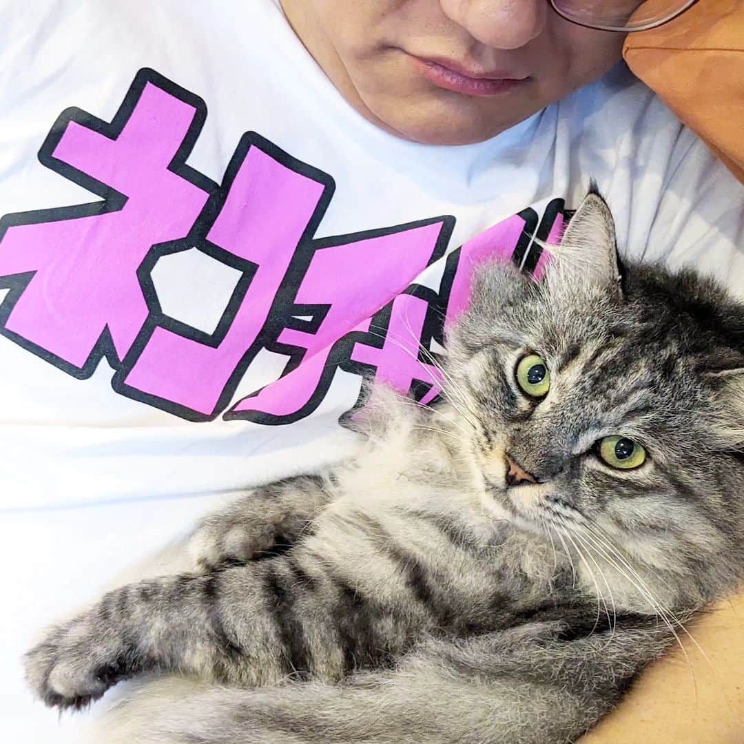 松原真琴のインスタグラム：「そうですネコチャンです、な顔の猫」