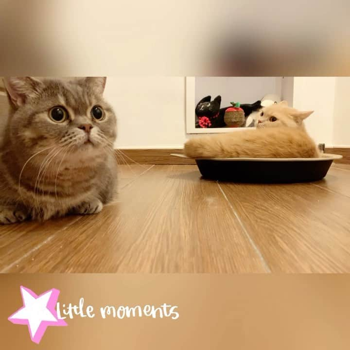 Little & Miloのインスタグラム：「ฅ(⌯͒• ɪ •⌯͒)ฅ＆ฅ(⌯͒•·̫•⌯͒)ฅ可愛いᴸᴵᵀᵀᴸᴱ ᴬᴺᴰ ᴹᴵᴸᴼ癒されますꔛ♡ 片尾🎬ᴹᴬᴹᴬ預備開罐罐。。。。所以一同起動  #LittleMilo #littlemilo #マンチカン #短い手足 #munchkin #munchkincat #可愛い猫 #立つ猫 #寝顔 #可愛い寝 #猫のいる幸せ #猫のいる生活 #猫のいる暮らし  #猫好きな人と繋がりたい  Instagram: https://www.instagram.com/little_milo_munchkin Facebook: http://facebook.com/i.am.little.milo Twitter: https://twitter.com/i_am_littlemilo Threads: https://www.threads.net/@little_milo_munchkin」