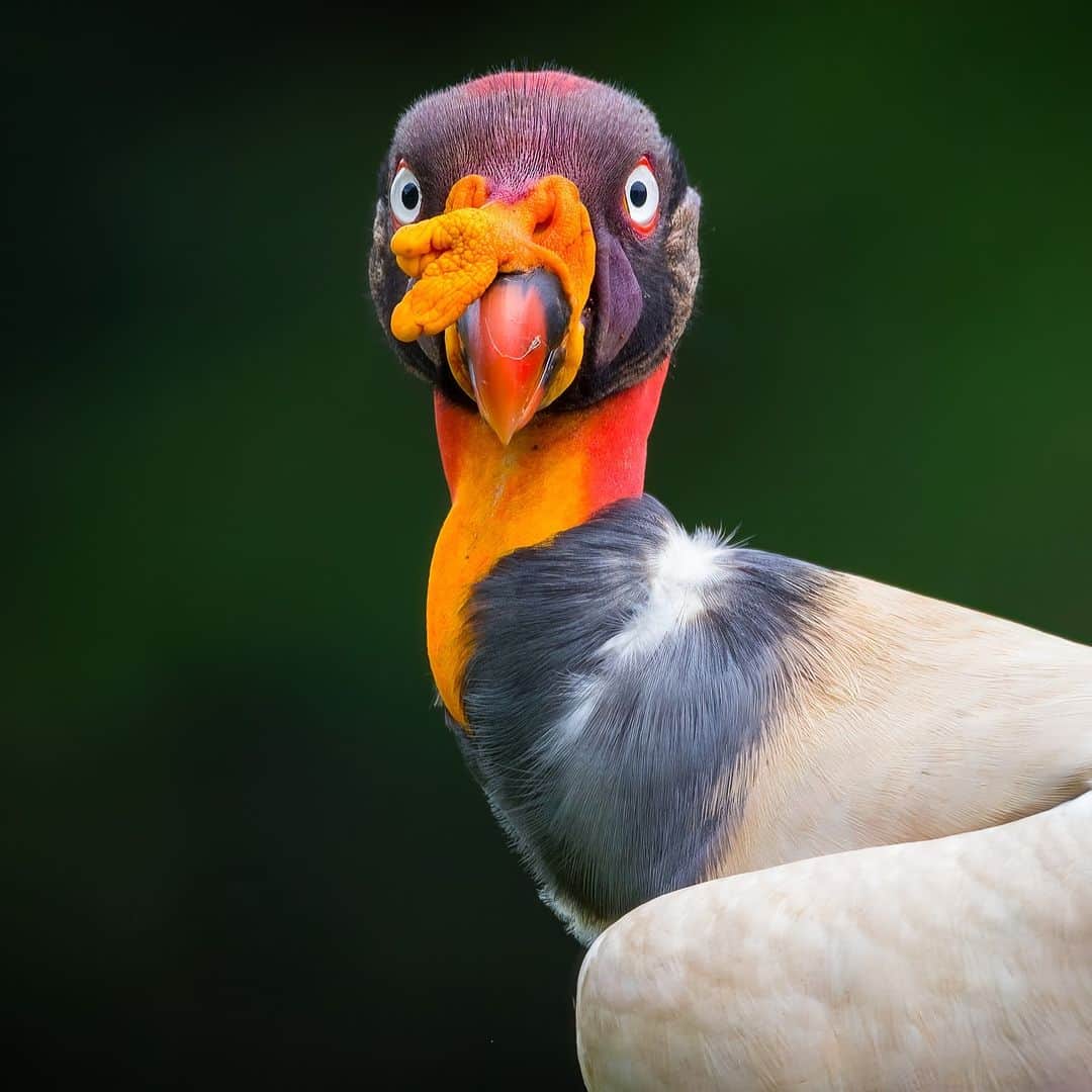 アニマルプラネットさんのインスタグラム写真 - (アニマルプラネットInstagram)「King vulture photographed in Costa Rica 🌺  📷: J Uriarte / 500px  #Wildlife #Birdwatching #CostaRica #Birds」7月13日 22時00分 - animalplanet